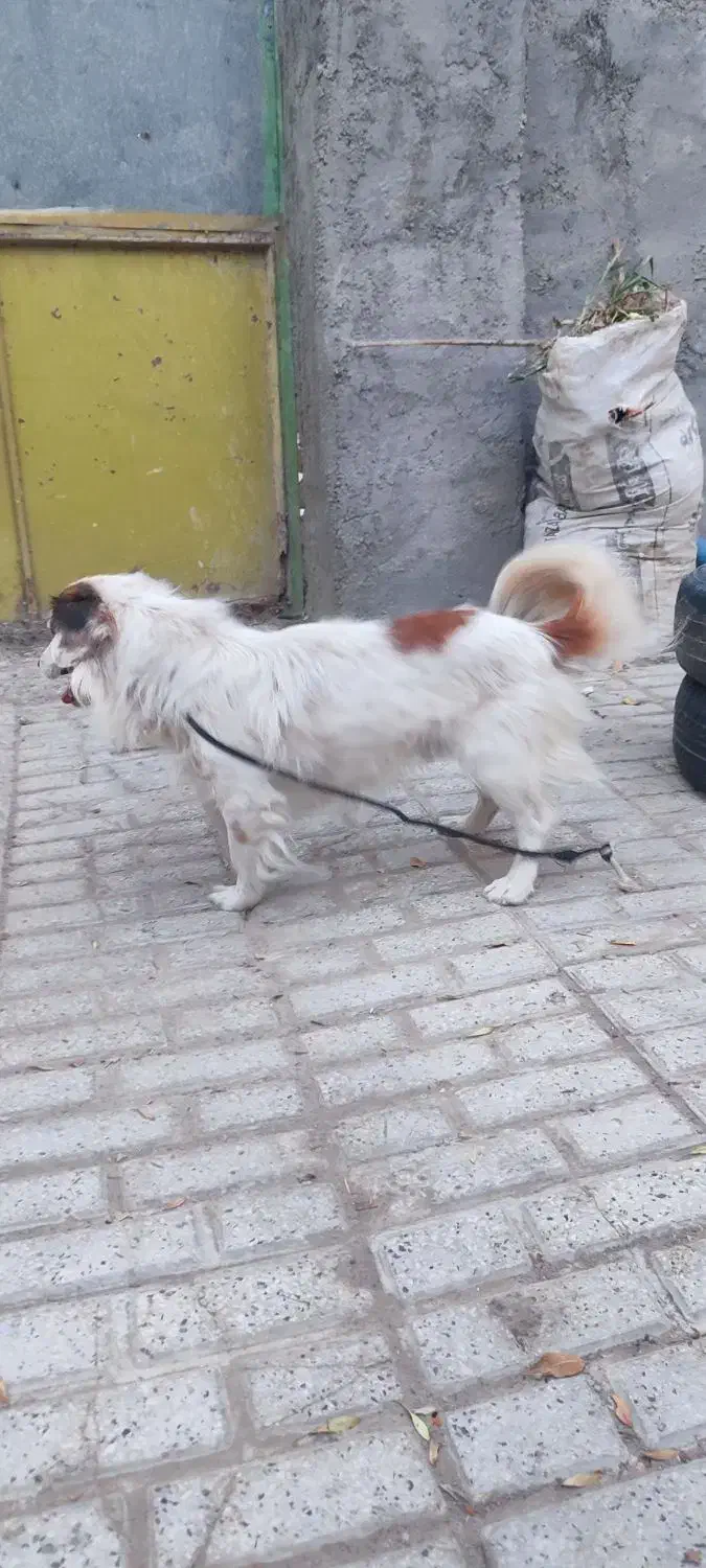 سگ پاکوتاه سالم و شیطون|سگ|شیروان (خراسان), |دیوار