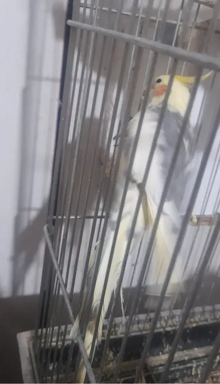 عروس ابلغ یک ساله|پرنده|قم, ولیعصر|دیوار