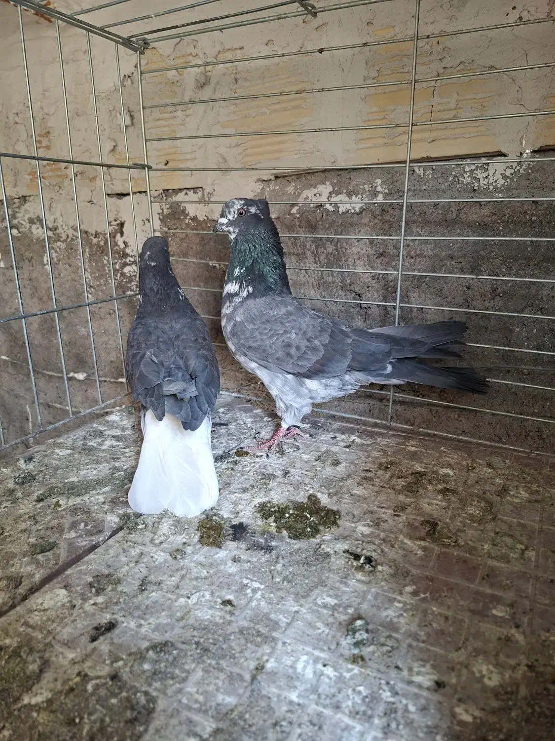 سوسی|پرنده|آران و بیدگل, |دیوار