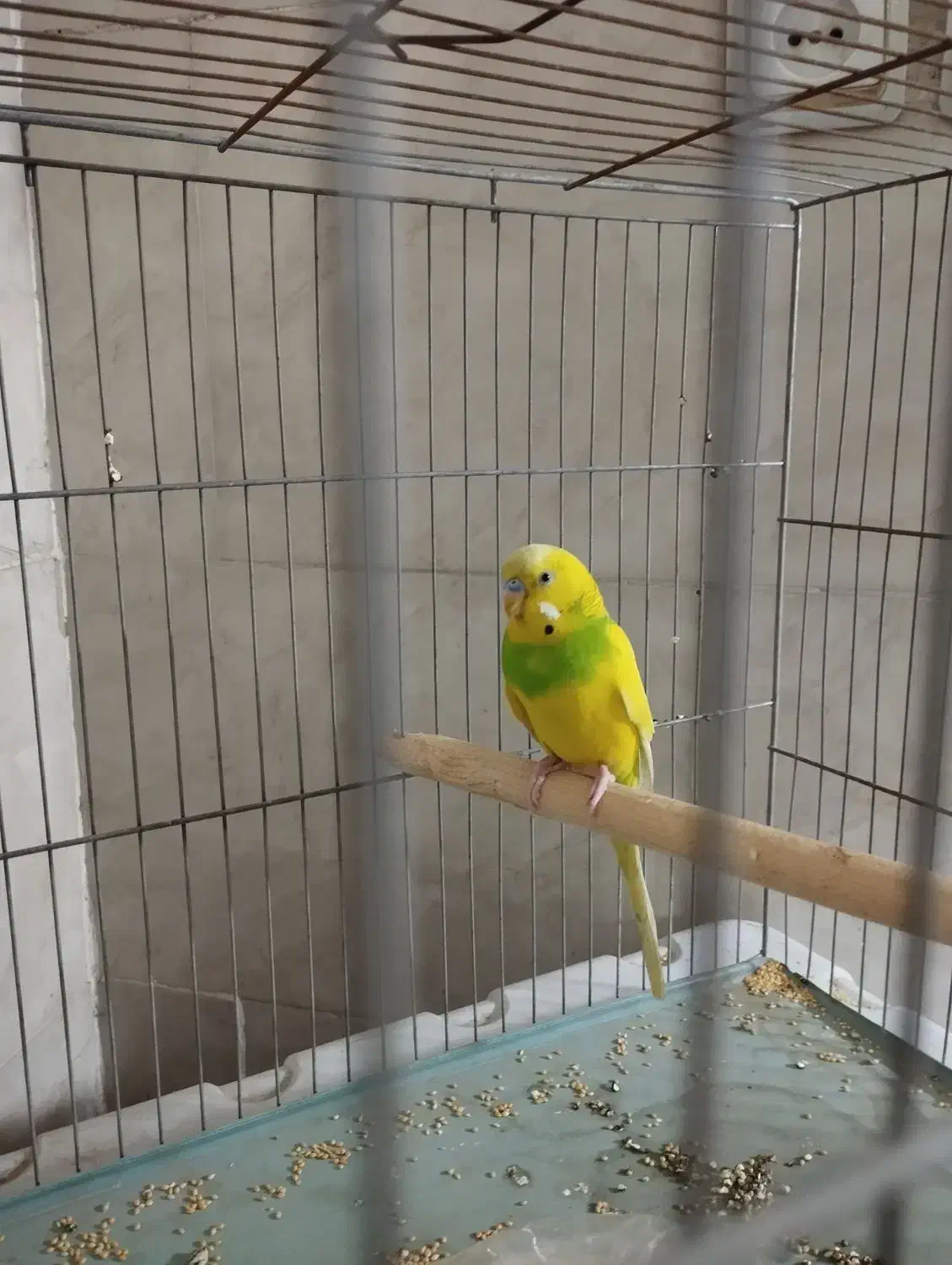 مرغ عشق خوش رنگ|پرنده|مشکیندشت, |دیوار