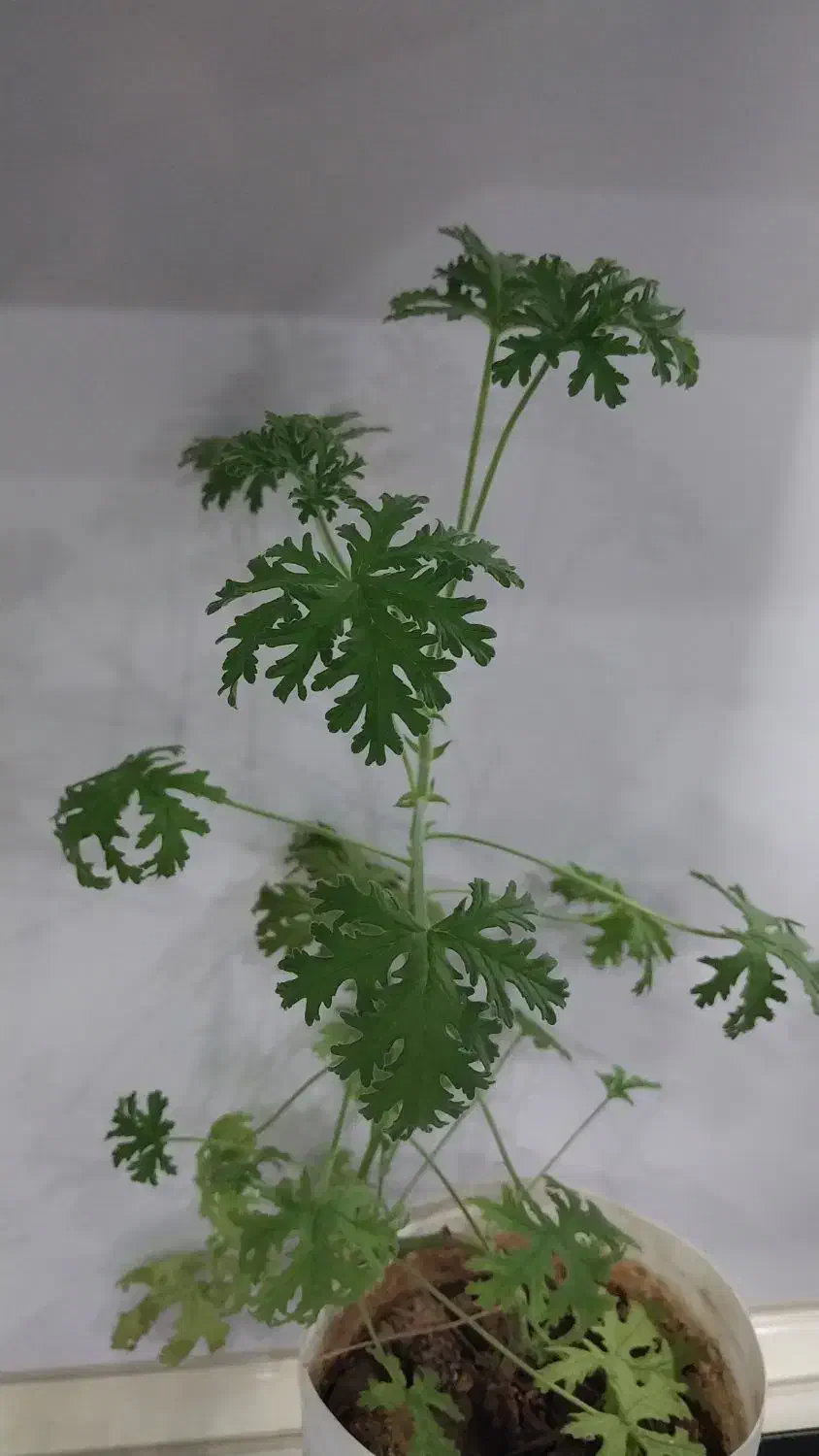 گل عطر شاه سرسبز ریشه دار|گل و گیاه طبیعی|ارومیه, |دیوار