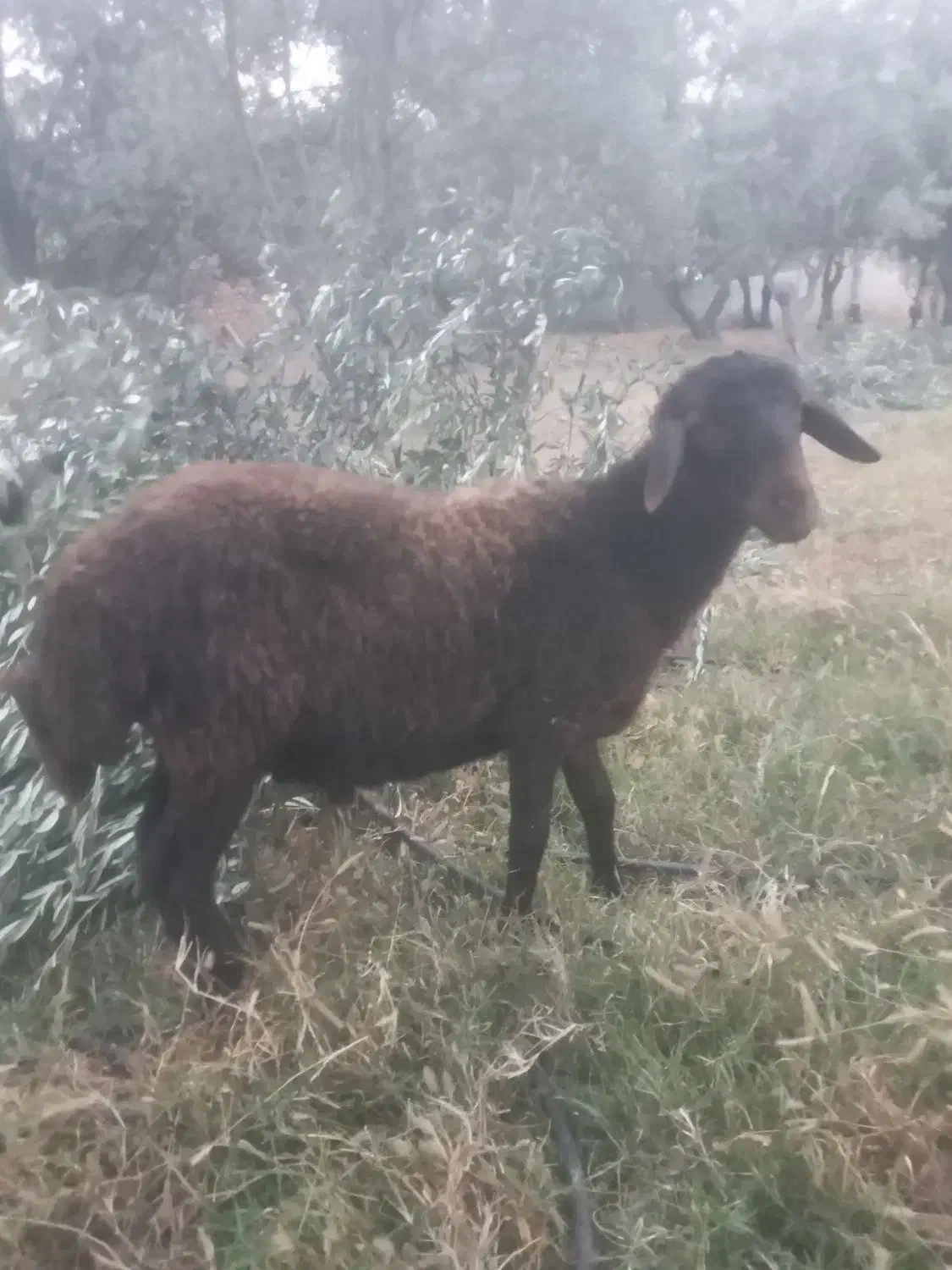 بره نر|حیوانات مزرعه|طارم (زنجان), |دیوار