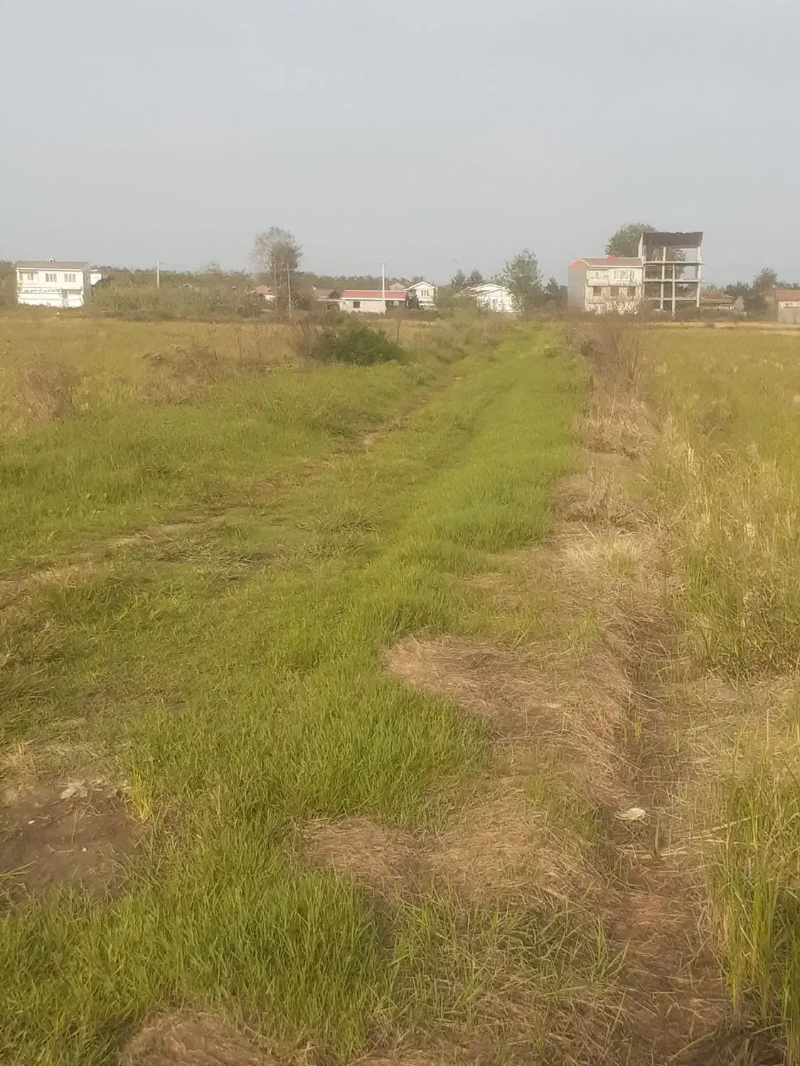 فروش شالیزار ، برنج ، ۲۷۰۰ متری|فروش زمین و ملک کلنگی|چاف و چمخاله, |دیوار