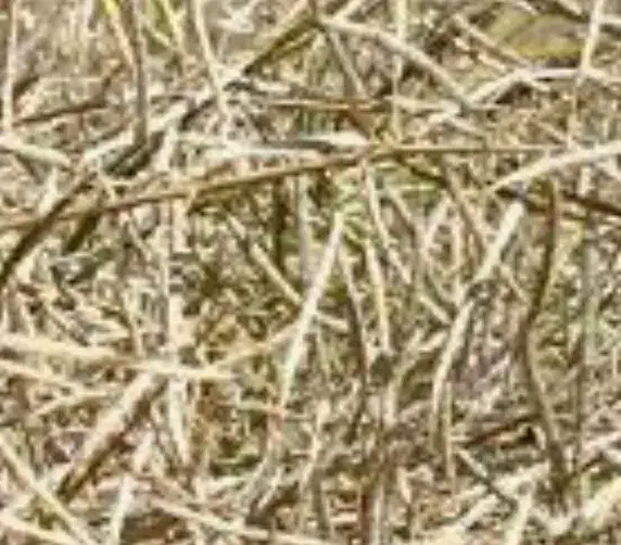 کاه کلزا درجه یک|حیوانات مزرعه|مهران (ایلام), |دیوار