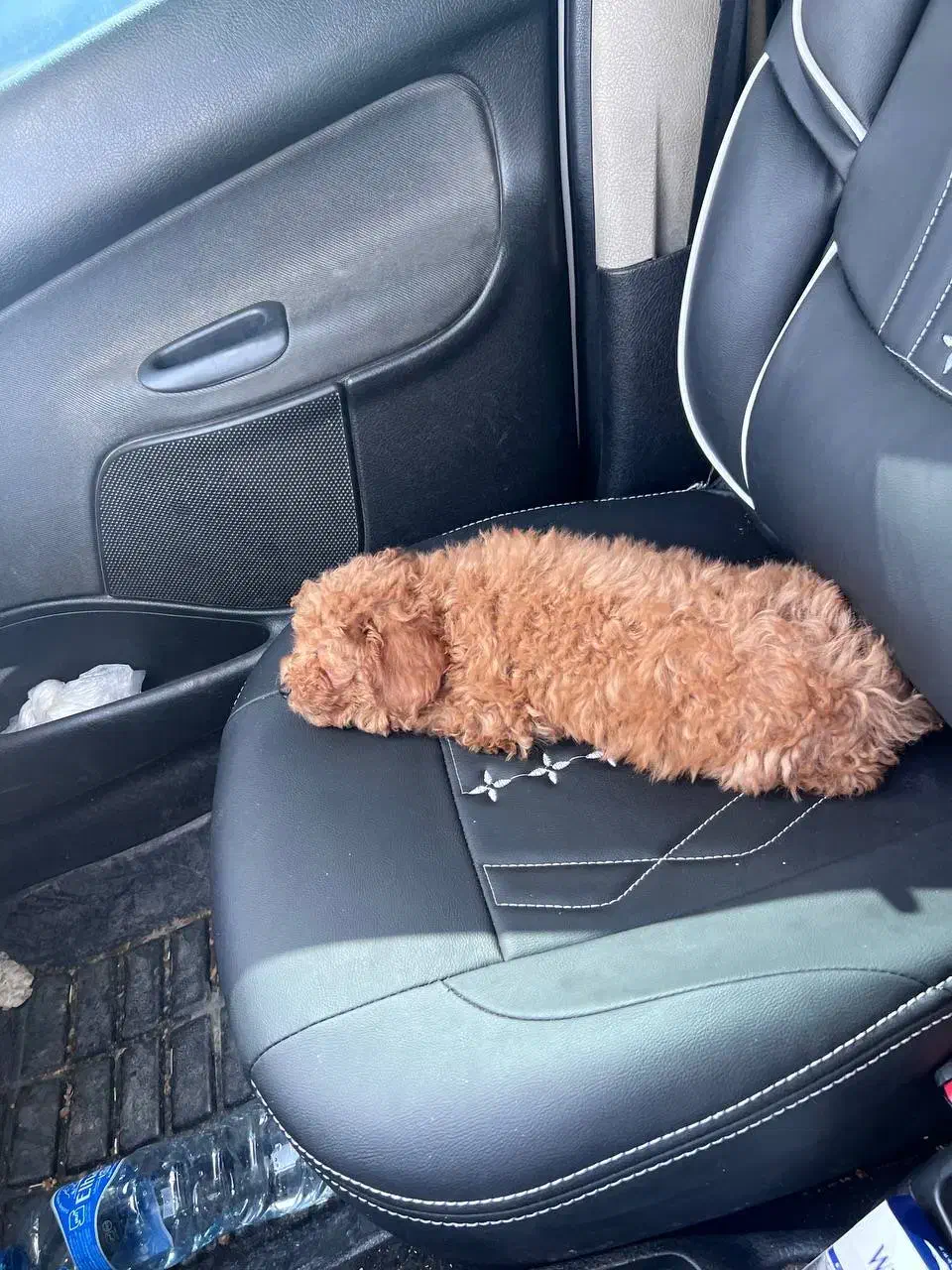 پودل|سگ|پاکدشت, پاکدشت (مامازند)|دیوار