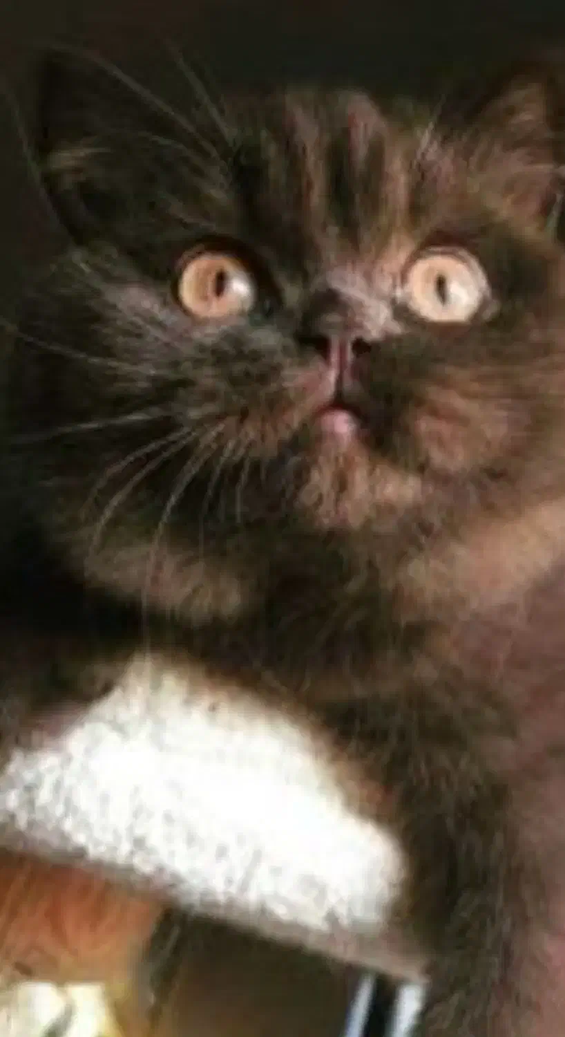 گربه بریتیش سیاه|گربه|تبریز, |دیوار