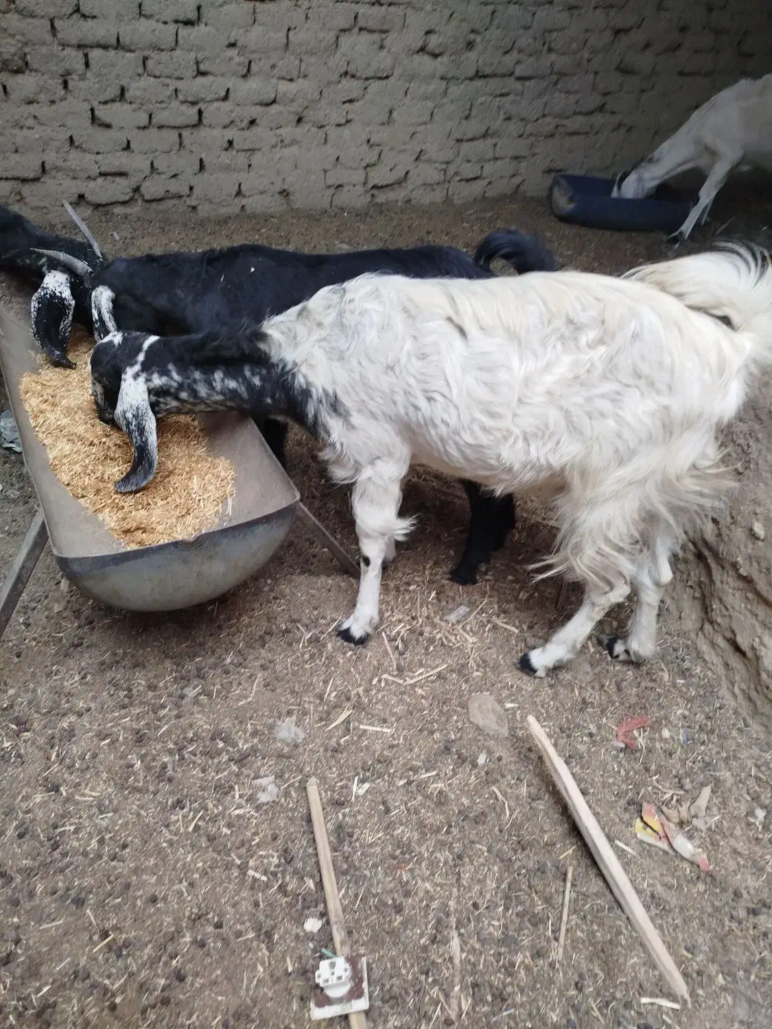 گتاچ آبستن|حیوانات مزرعه|سراوان, |دیوار