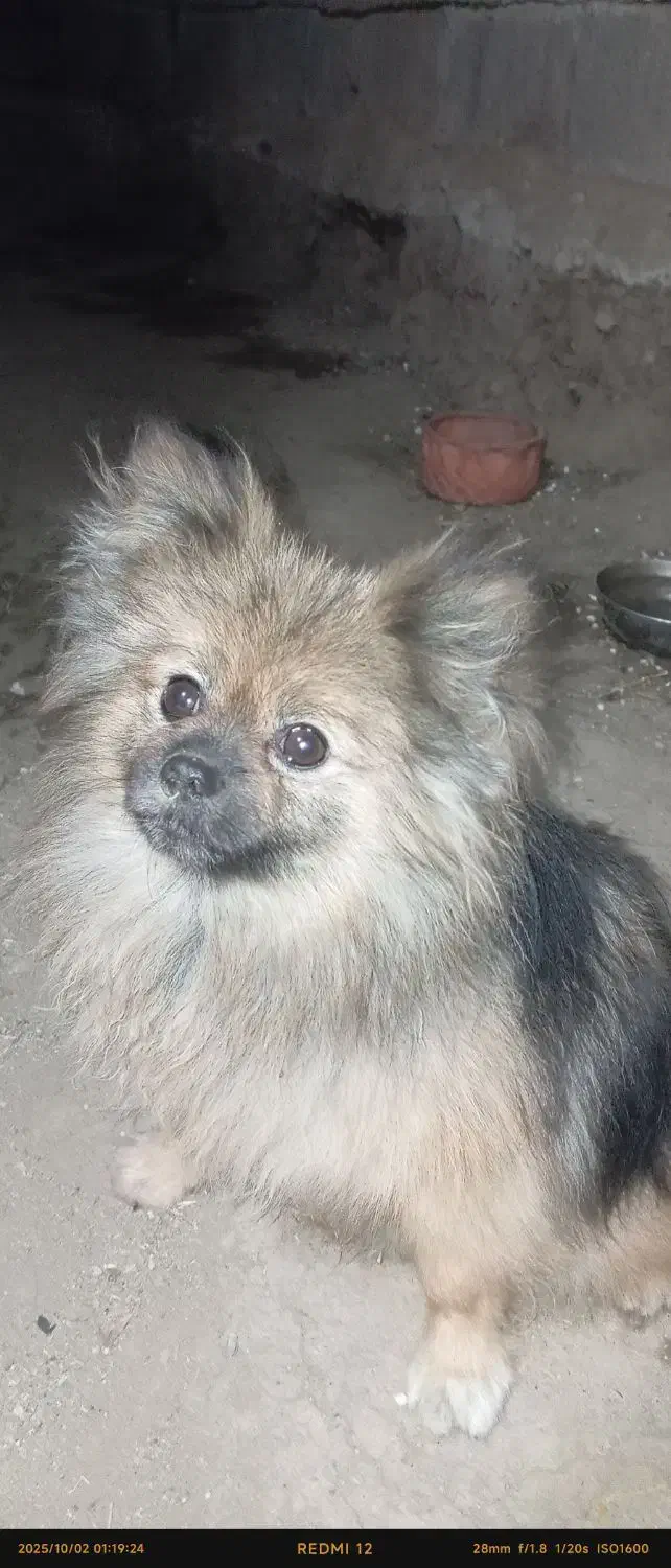 سگ پامرروباهی فندوق|سگ|بهار, |دیوار