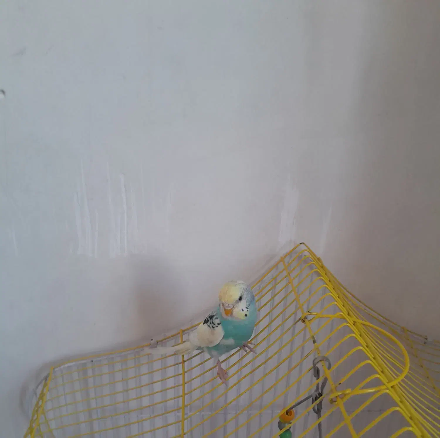 مرغ عشق|پرنده|اردبیل, |دیوار