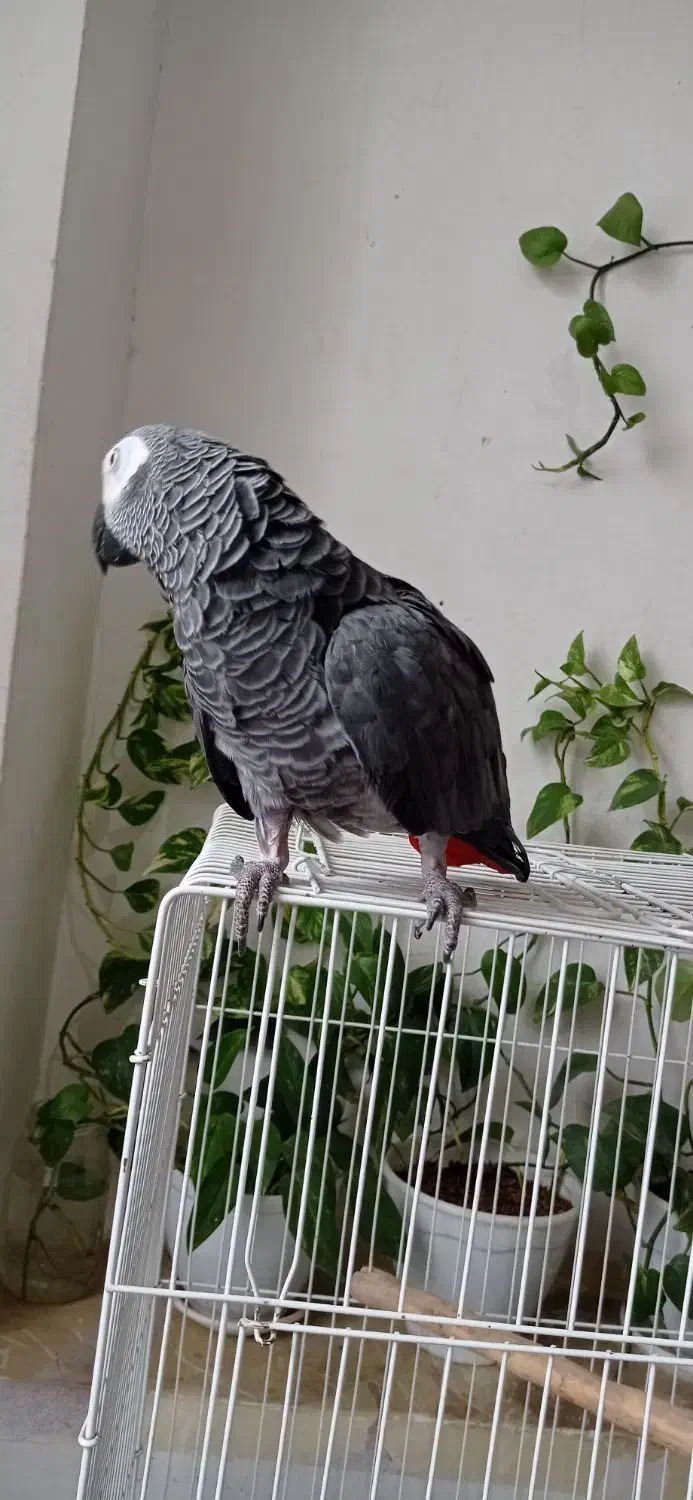 کاسکو|پرنده|مشهد, عامل|دیوار