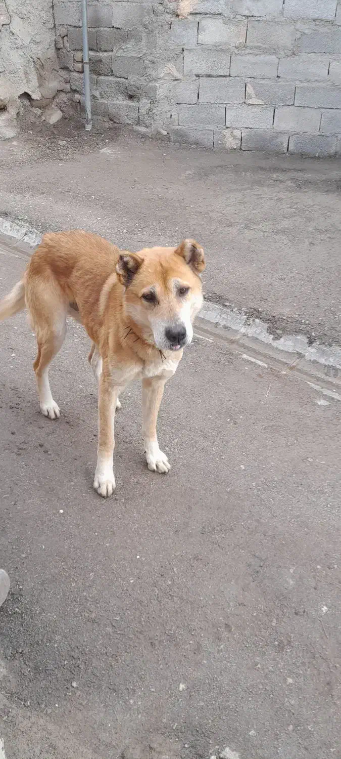 سگ سرابی درجه یک|سگ|مراغه, |دیوار