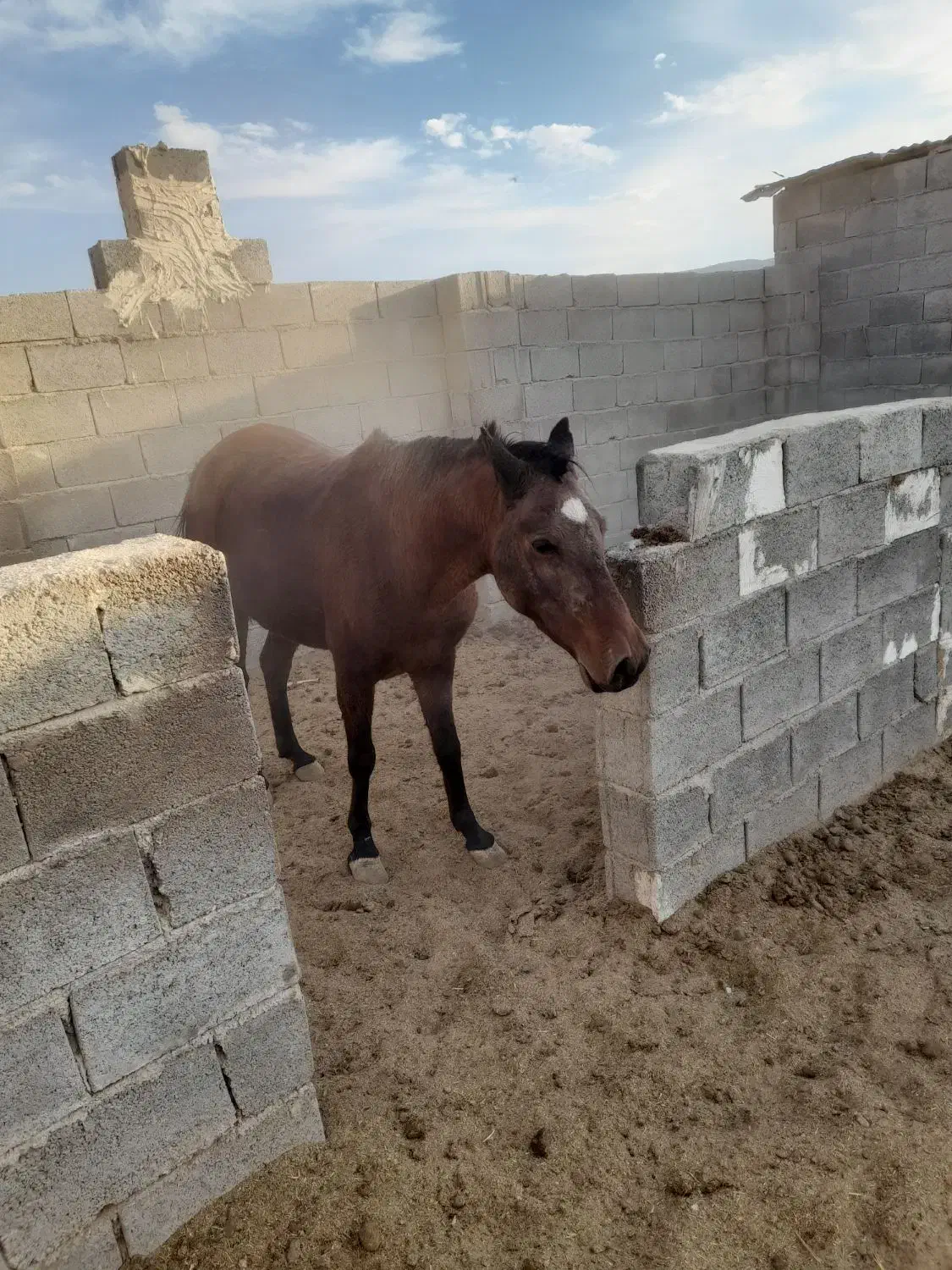 اسب مادیان|اسب و تجهیزات اسب‌سواری|فیروزآباد (فارس), |دیوار