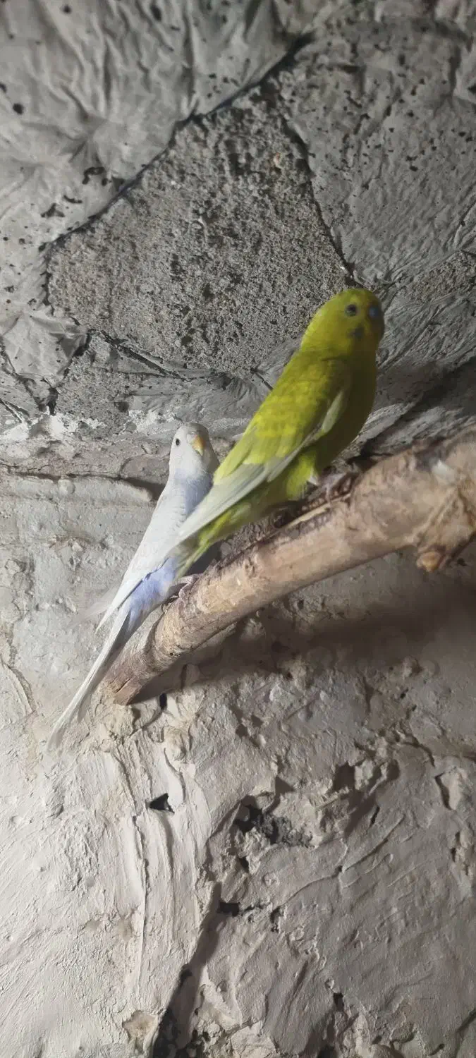 مرغ عشق|پرنده|زابل, |دیوار