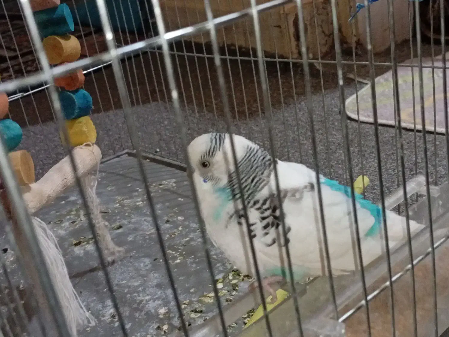 مرغ عشق نر بالغ|پرنده|مسجد سلیمان, |دیوار