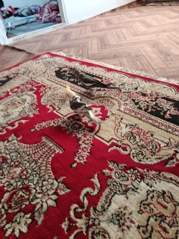 عروس هلندی سخن گو و نر و ماده تخم هم گذاشتن|پرنده|دشتابی, |دیوار