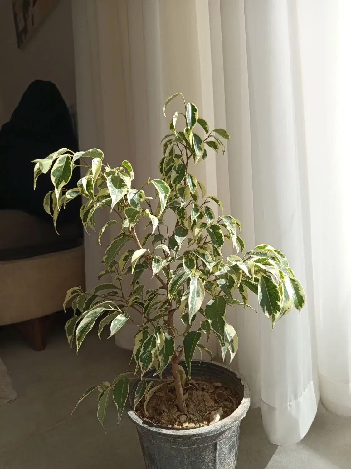 گیاه بنجامین ابلق|گل و گیاه طبیعی|شاهینشهر, شهرک هشت بهشت|دیوار