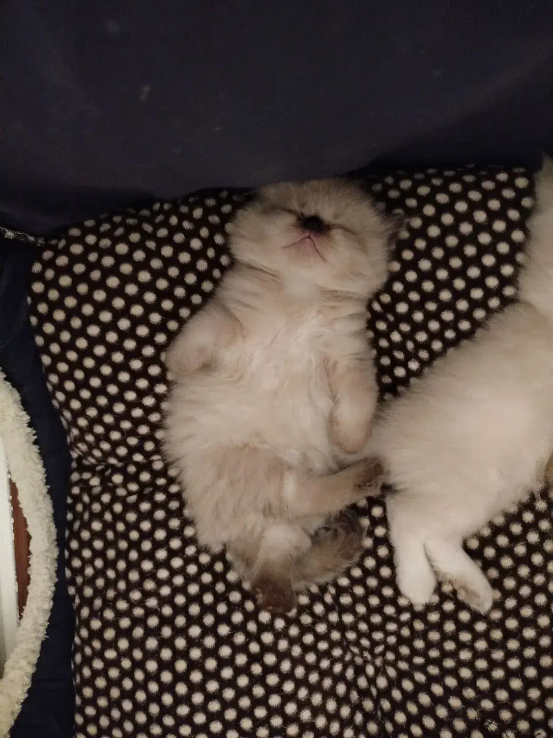 بچه گربه خاص|گربه|تهران, جوادیه تهرانپارس|دیوار