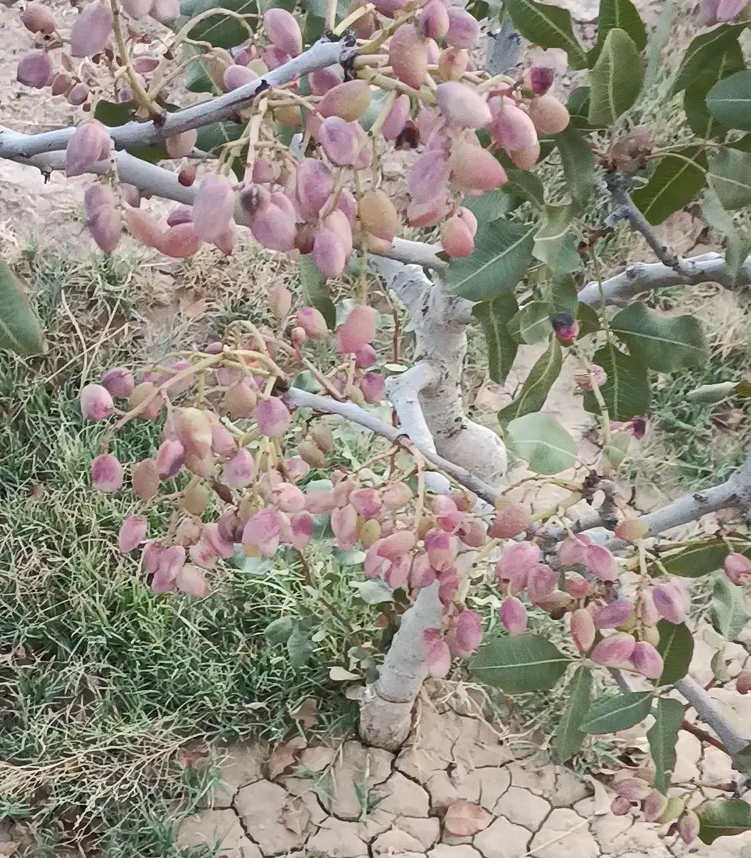 باغ پسته ثمری در مکان رو ب پیشرفت و امنیت بالا|فروش زمین و ملک کلنگی|سروستان, |دیوار