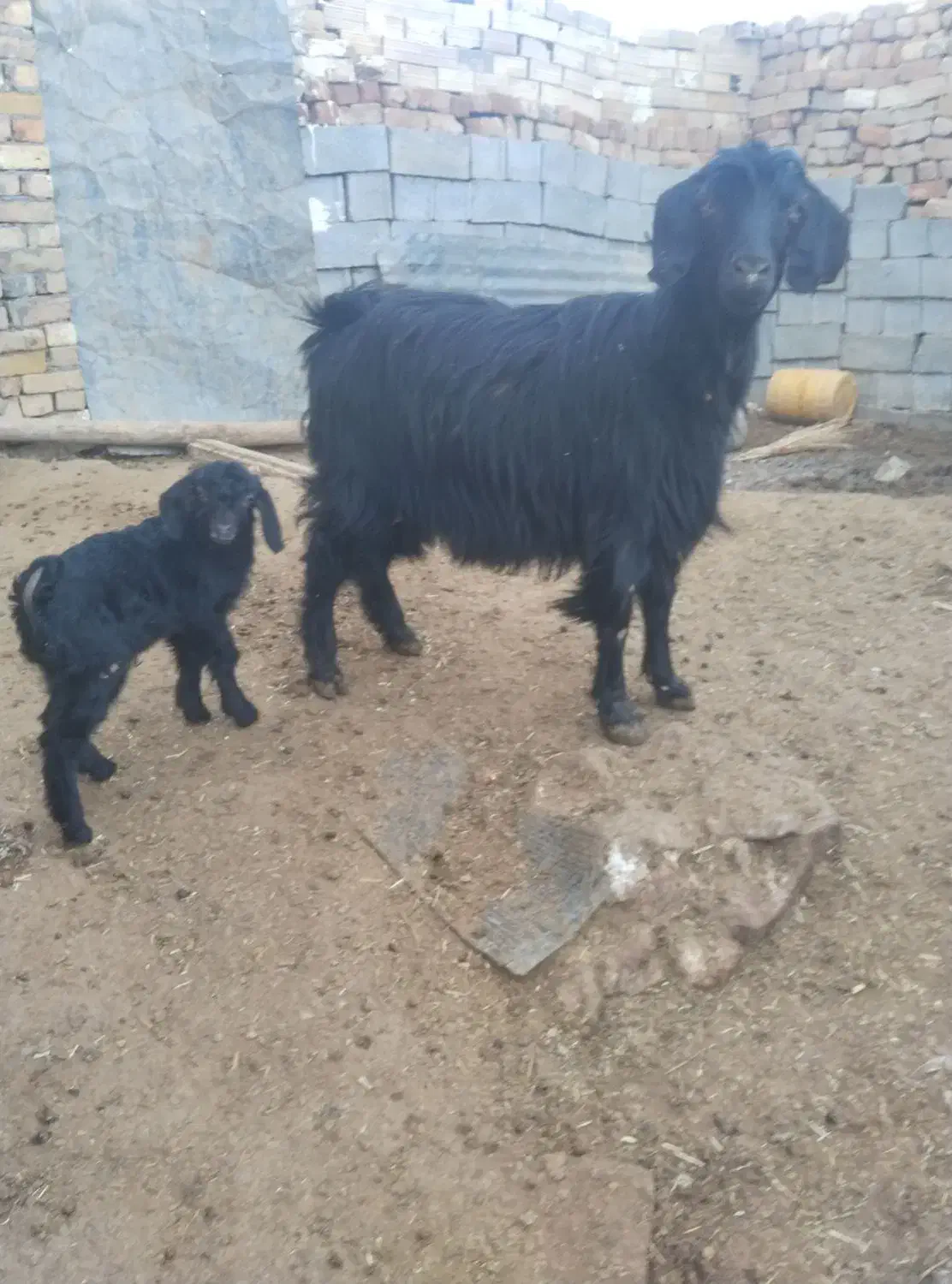 بزو بزغاله|حیوانات مزرعه|قزوین, |دیوار