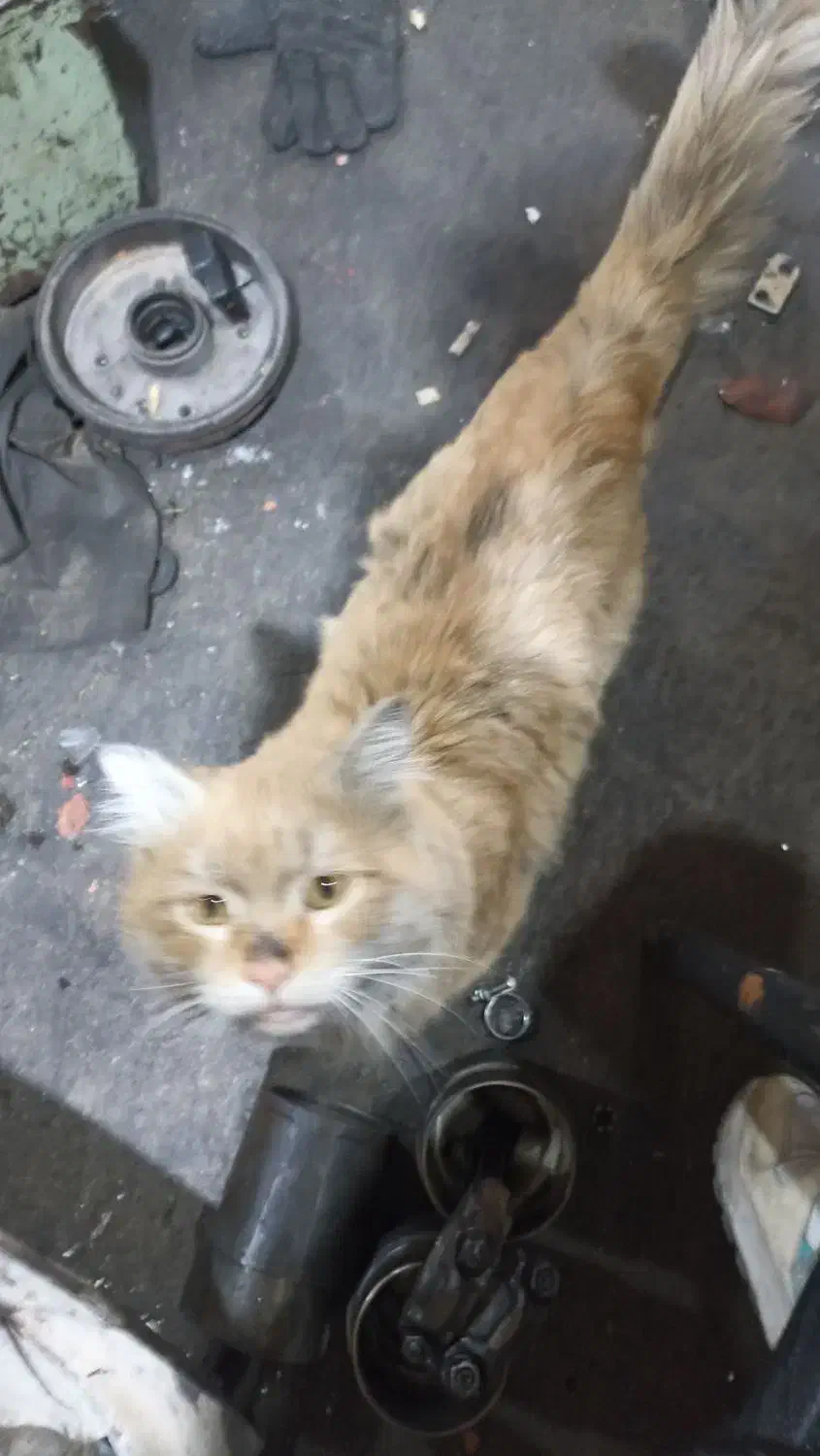 واگزاری|گربه|نسیمشهر, |دیوار