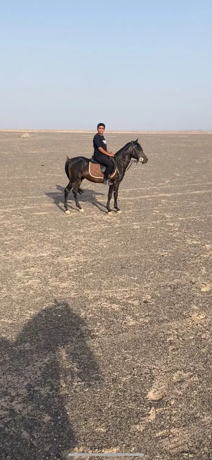 فروش یک راس اسب|اسب و تجهیزات اسبسواری|نرماشیر, |دیوار