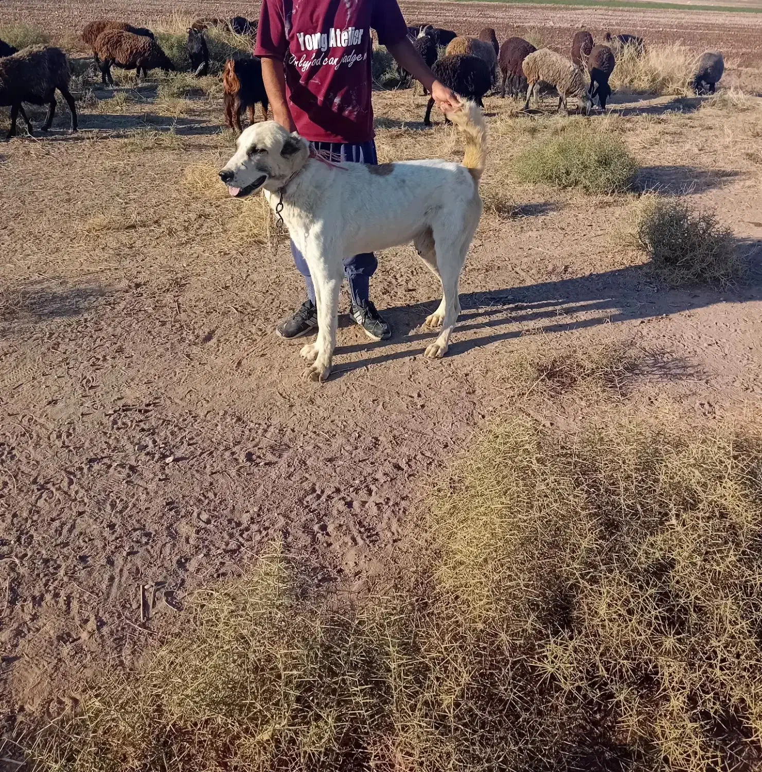 با سلام یک سگ البغزرد|سگ|شهریار, شهرک وائین|دیوار