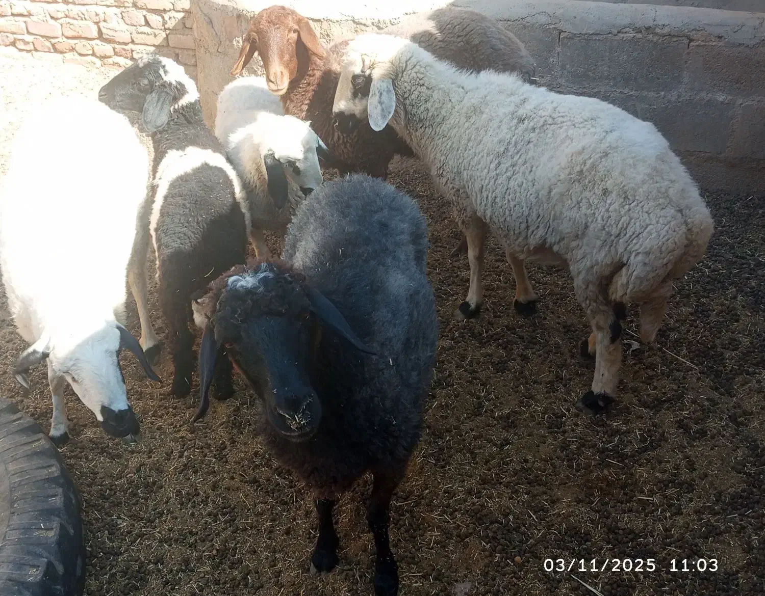 گوسفند|حیوانات مزرعه|یزدان شهر, |دیوار