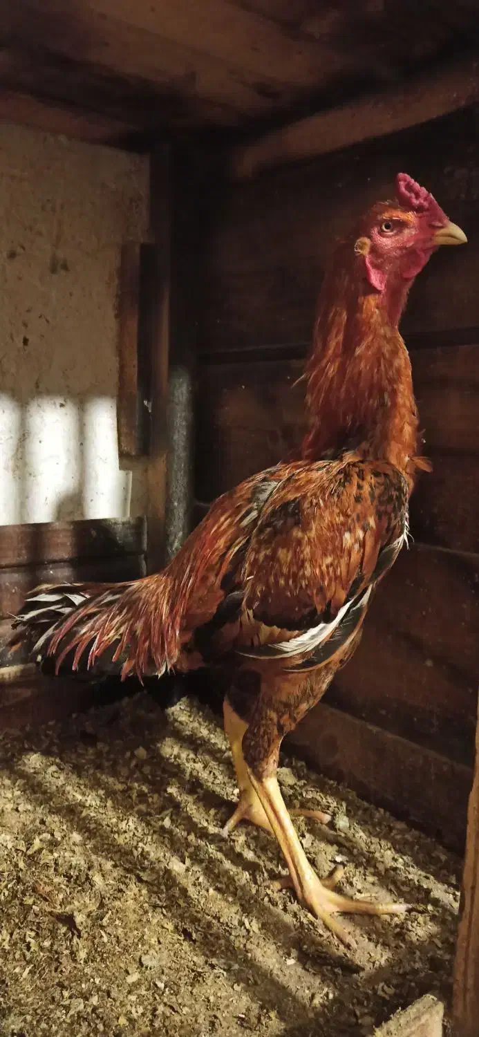 خروس لاری|حیوانات مزرعه|رشت, دیانتی|دیوار