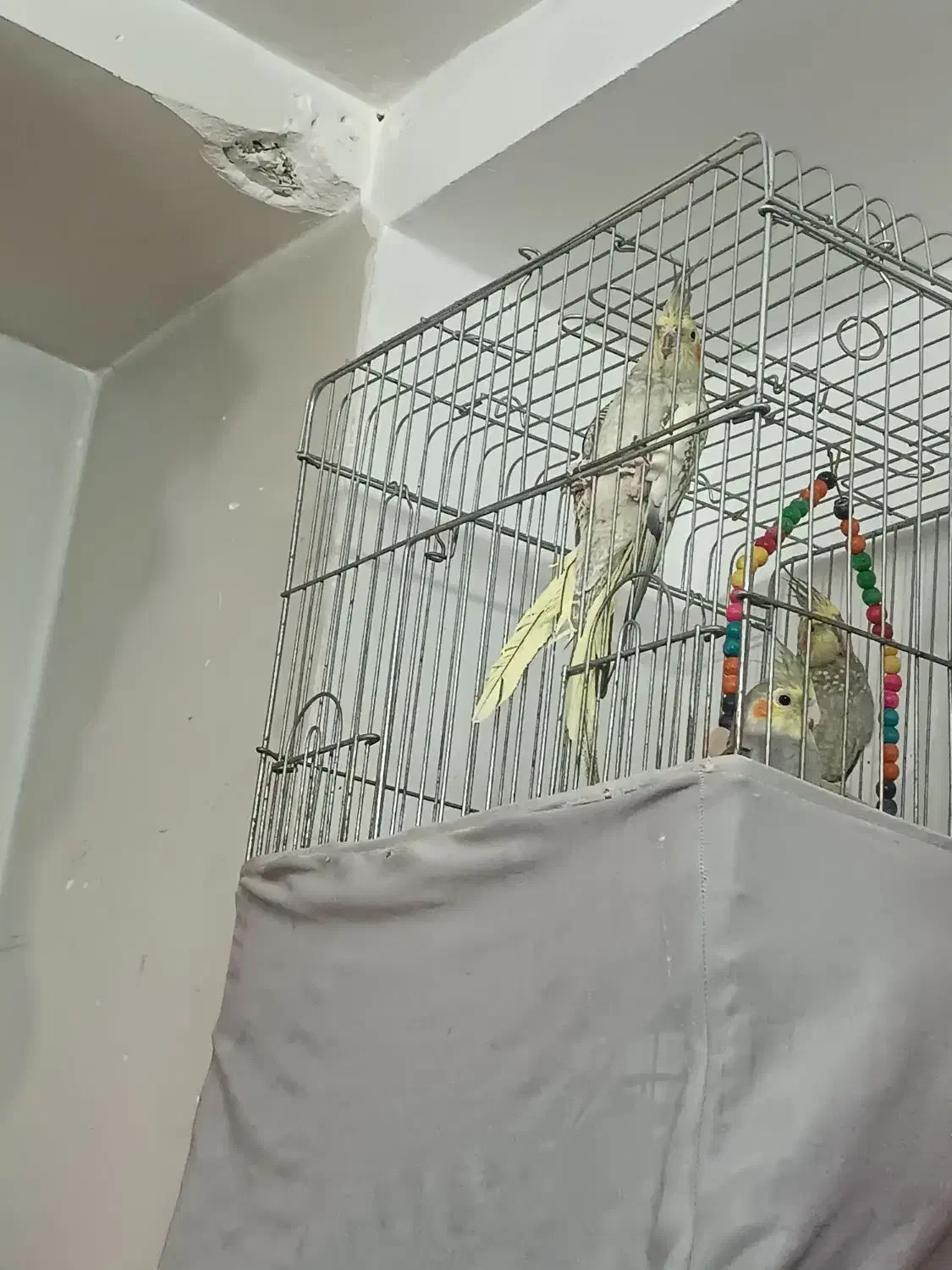 عروس هلندی|پرنده|محمدشهر, محمدشهر|دیوار