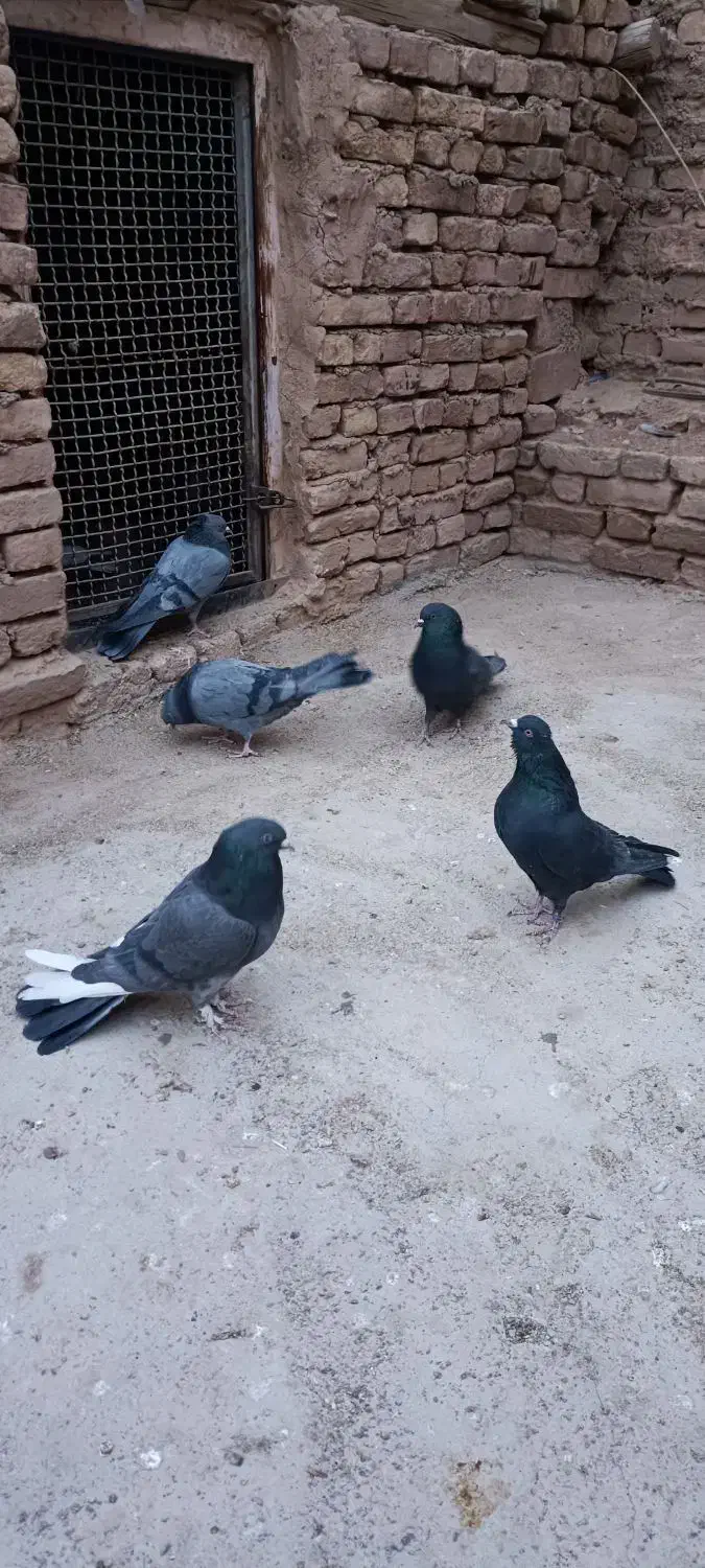 کبوتر پر|پرنده|فرخشهر, |دیوار