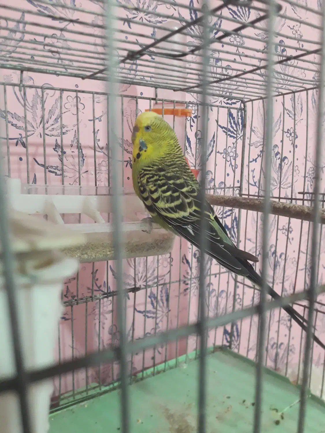 مرغ عشق|پرنده|مسجد سلیمان, |دیوار