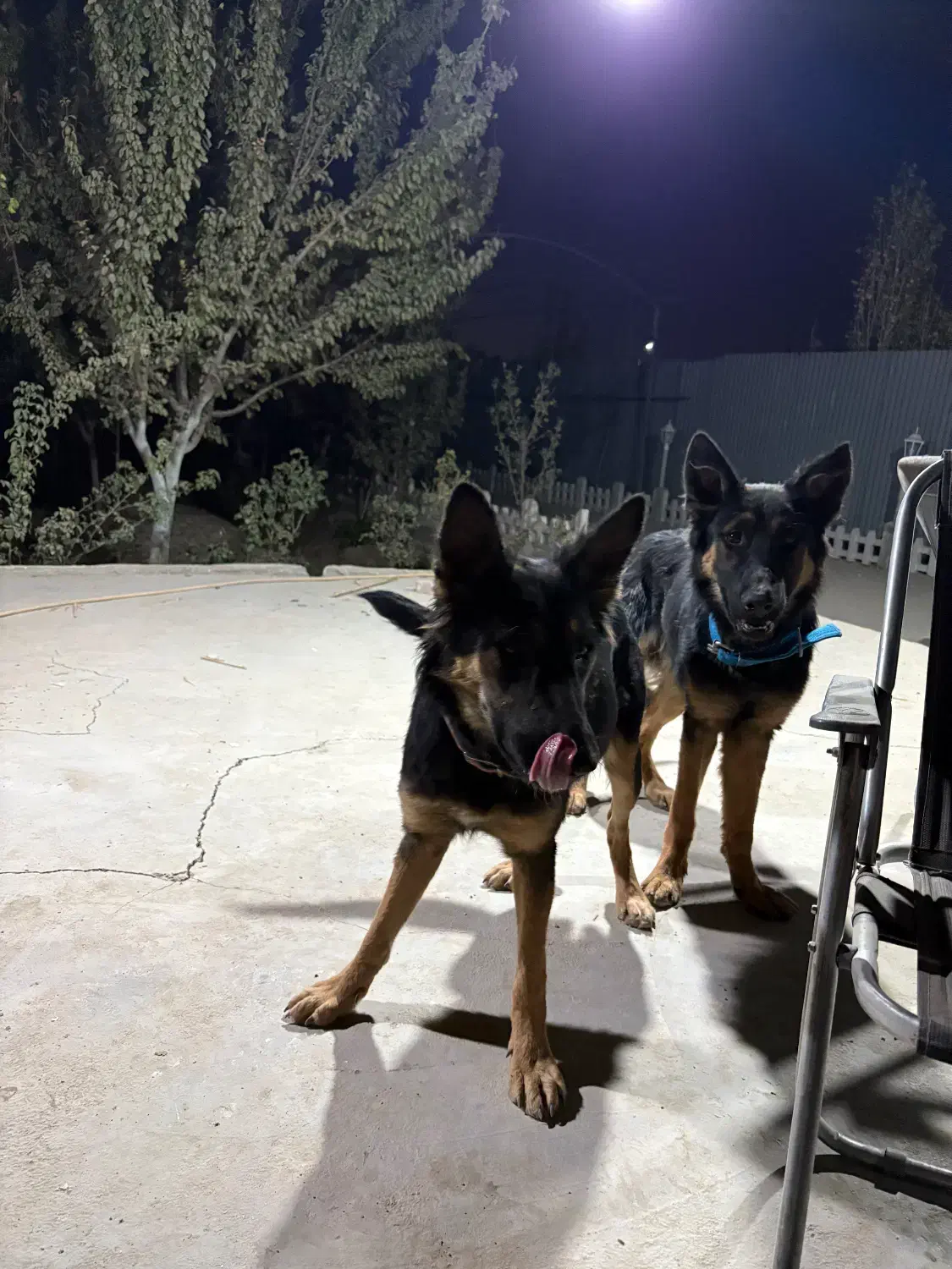 سگ ژرمن|سگ|چهاردانگه (تهران), |دیوار