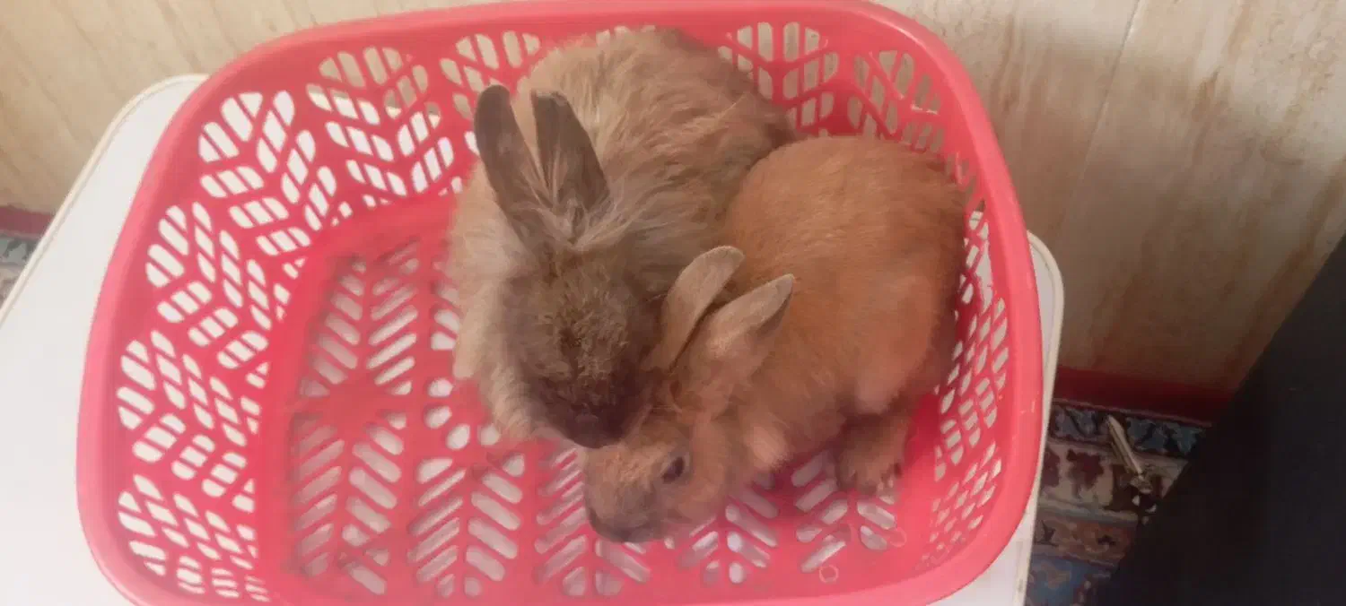 خرگوش|موش و خرگوش|فسا, |دیوار