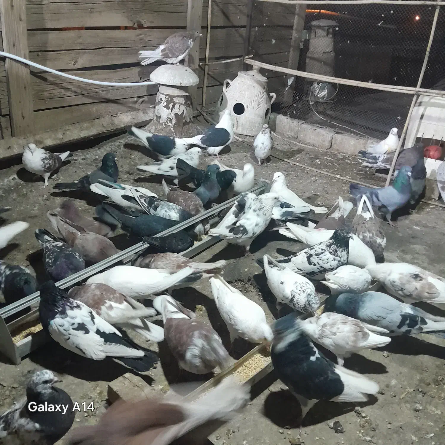 کبوتر|پرنده|بوئین زهرا, |دیوار