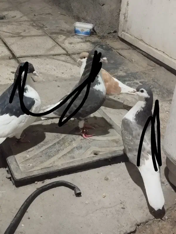 کفتر گمشدع|حیوانات|مشهد, شهید شهریاری|دیوار