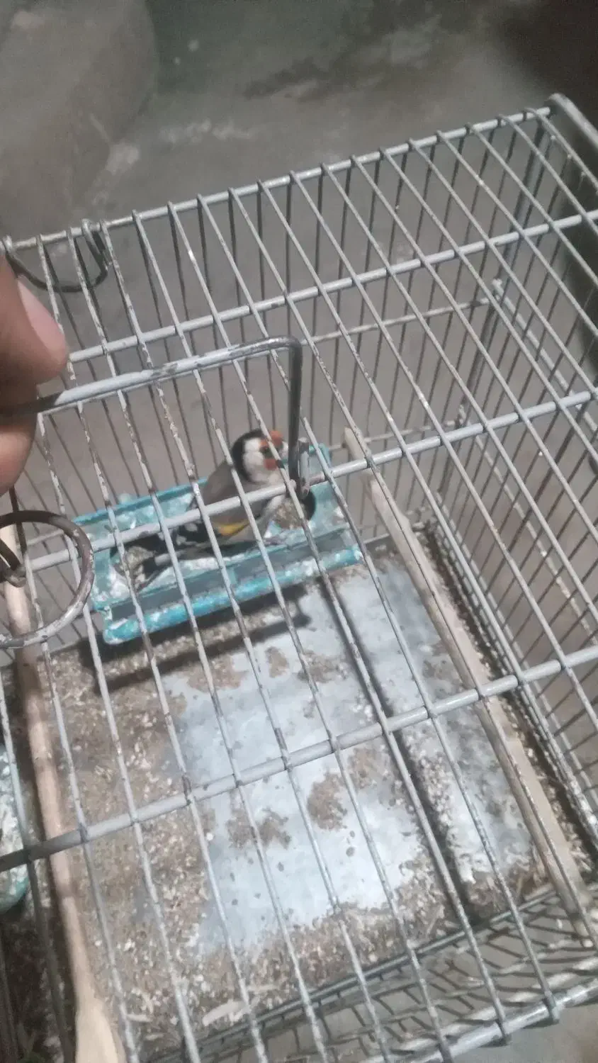 فروش جوجه سهره تازه تخت|پرنده|سقز, |دیوار