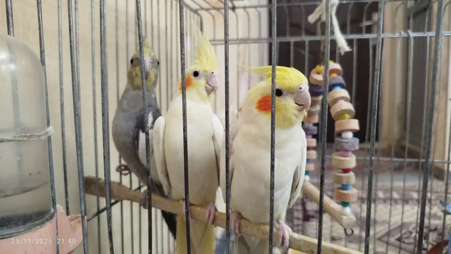 عروس هلندی|پرنده|تبریز, |دیوار