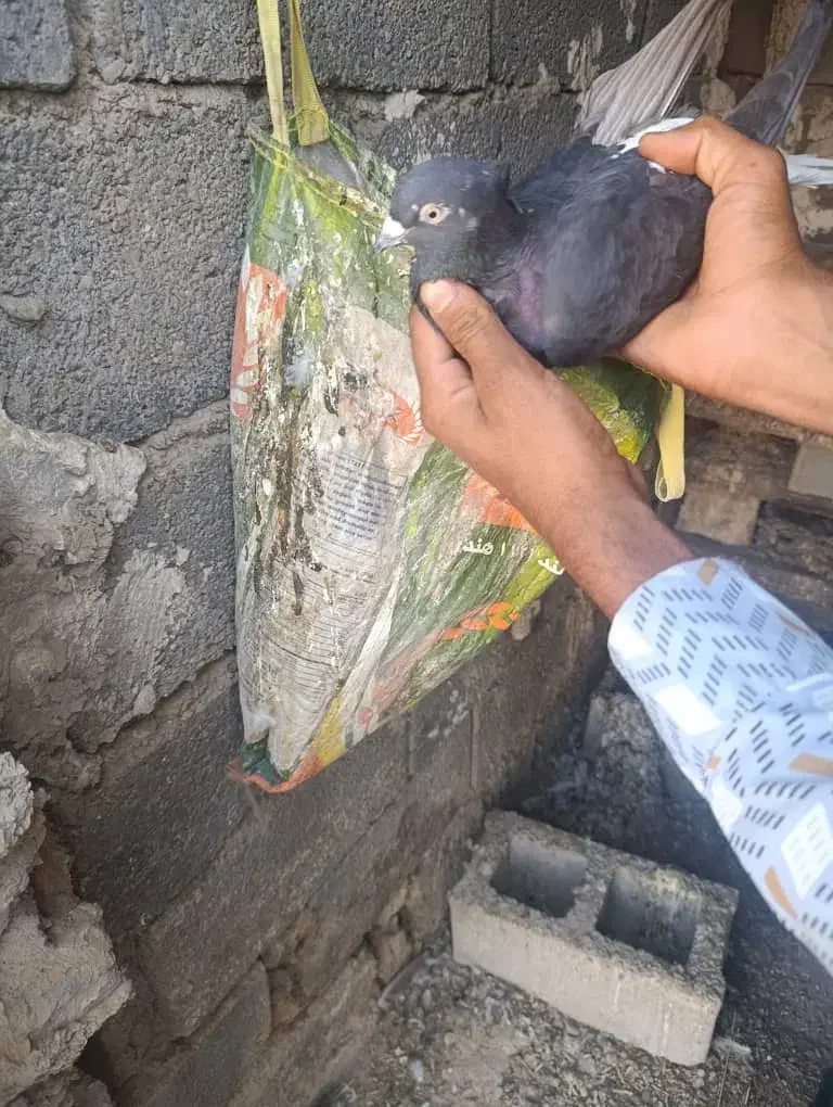 کبوتر دم سفید سالم سرحال نیاز به پول دارم|پرنده|رامهرمز, |دیوار