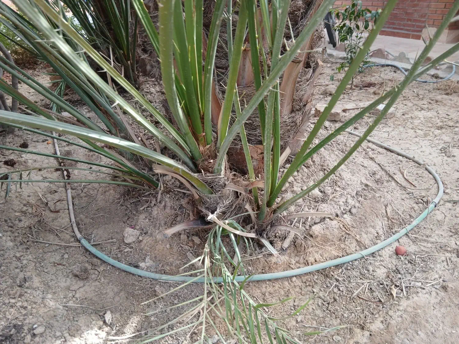 پاجوش برحی|گل و گیاه طبیعی|بندر ماهشهر, |دیوار