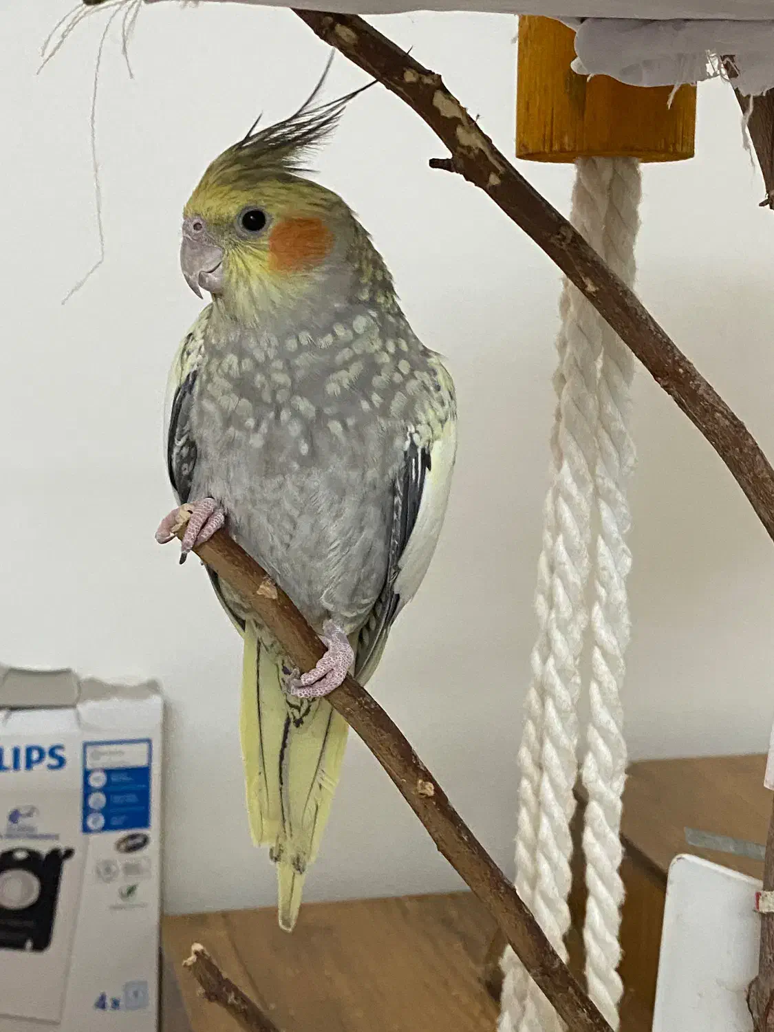 پرنده|پرنده|کبودرآهنگ, |دیوار