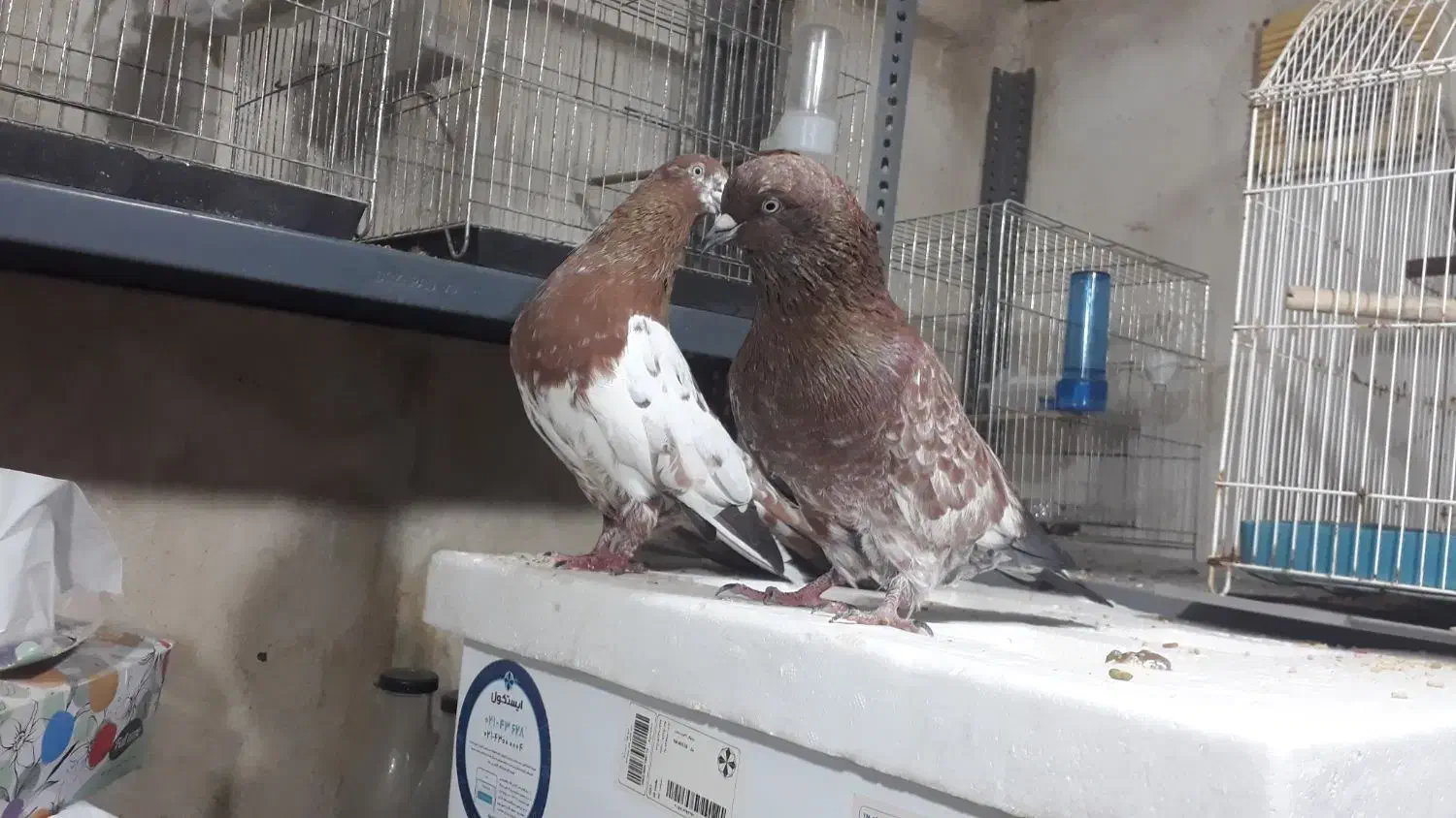 کله تاپ جفت|پرنده|اهواز, کوی صنایع|دیوار