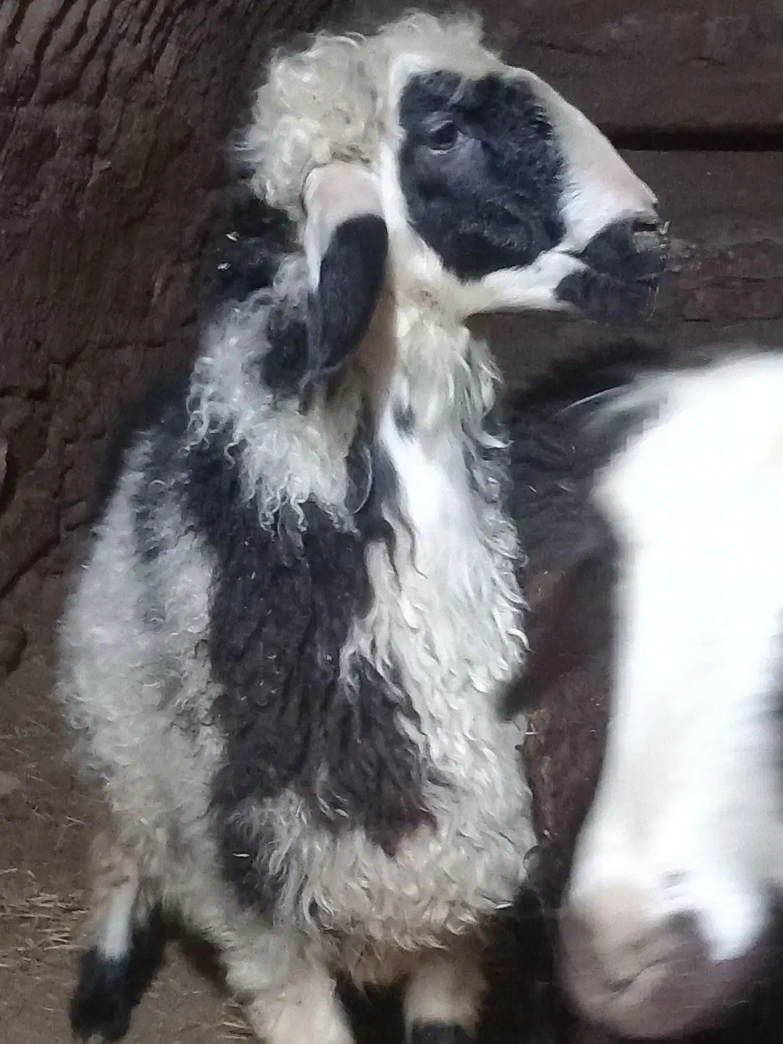 بره نر پلنگی|حیوانات مزرعه|بوئین و میاندشت, |دیوار