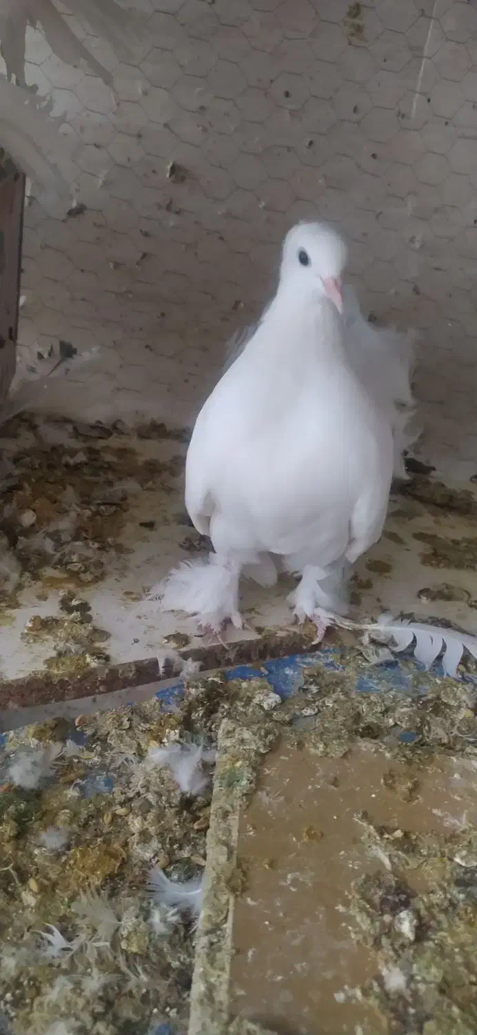 کبوتر پرپا سینه لرزان|پرنده|یزد, |دیوار