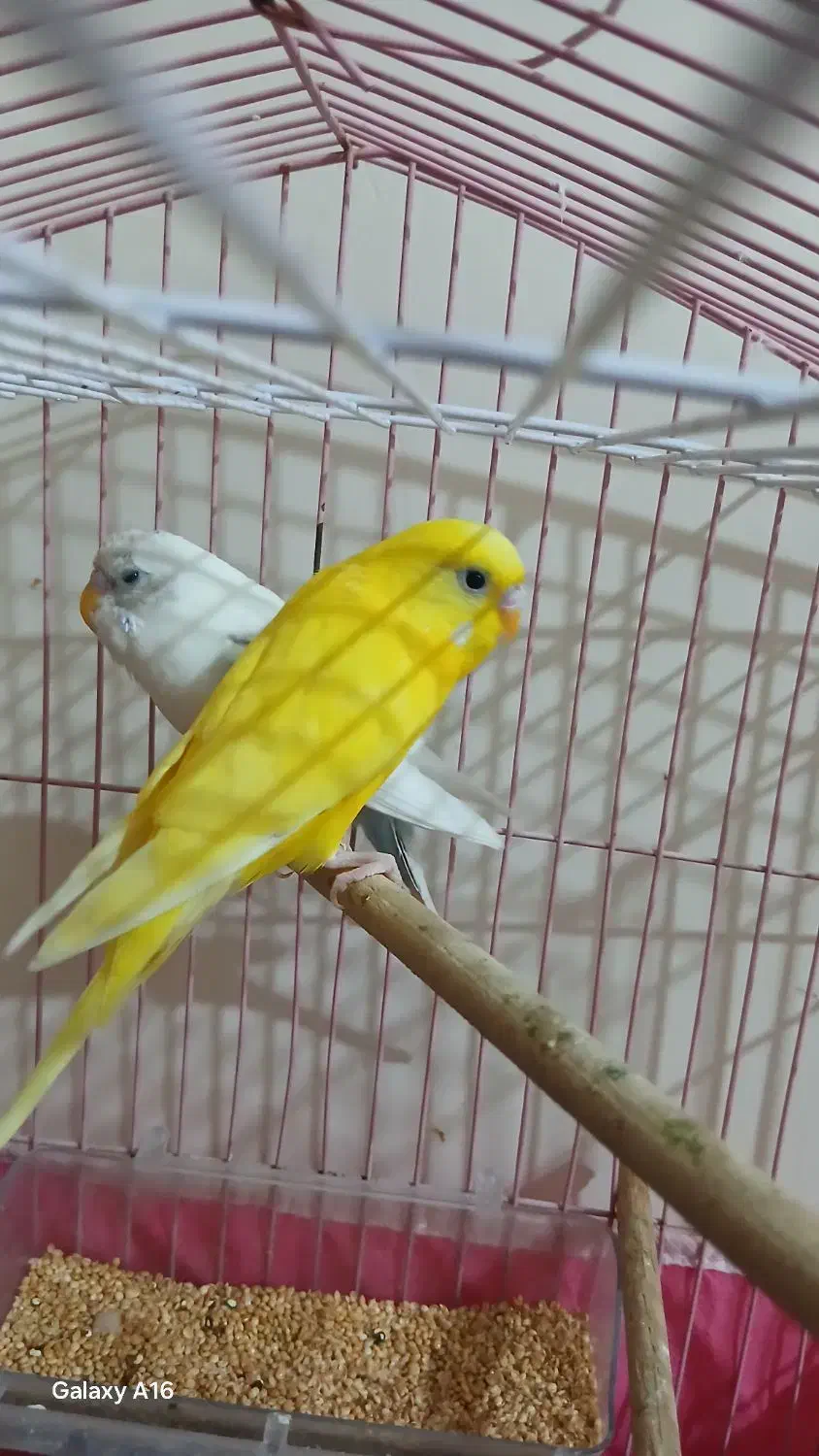 ۳تامرغ عشق ویک عددعروس هلندی نر|پرنده|ایذه, |دیوار