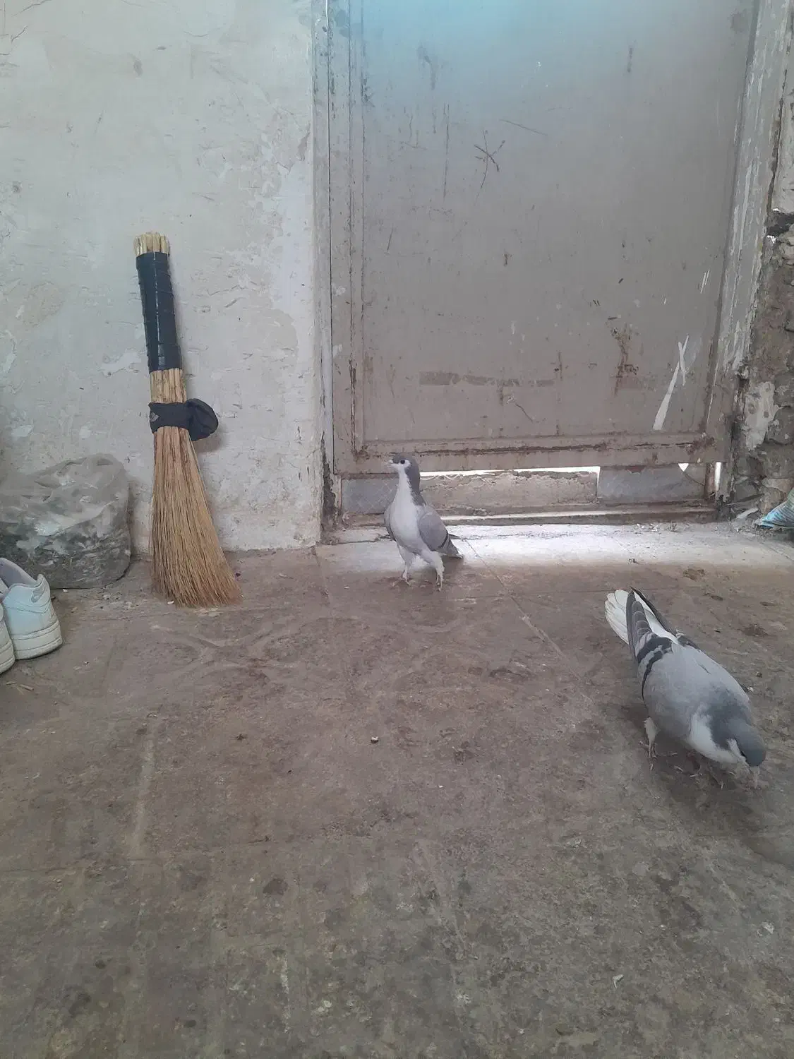 بدرنگ کبود موقلف|پرنده|اقبالیه, |دیوار