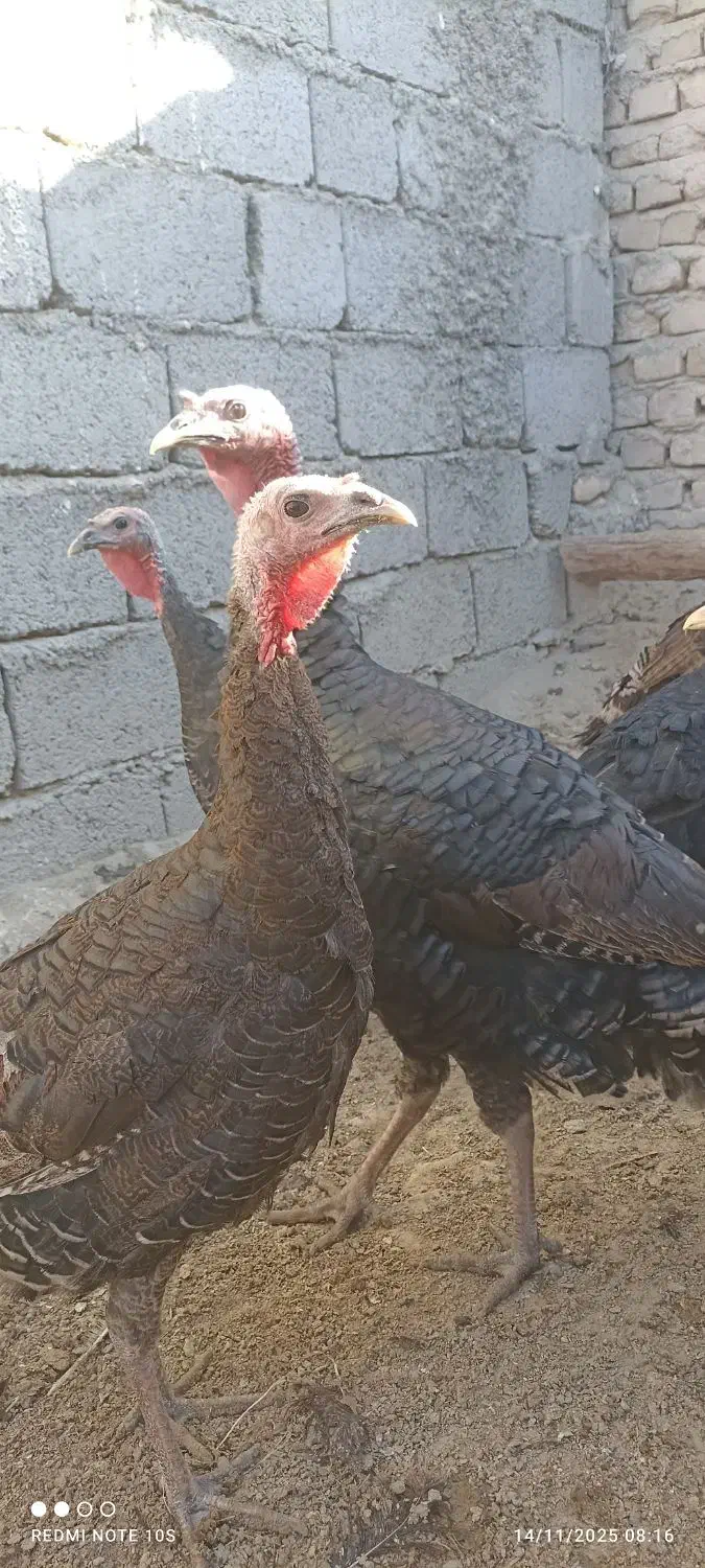 بوقلمون یک سال|حیوانات مزرعه|زابل, |دیوار