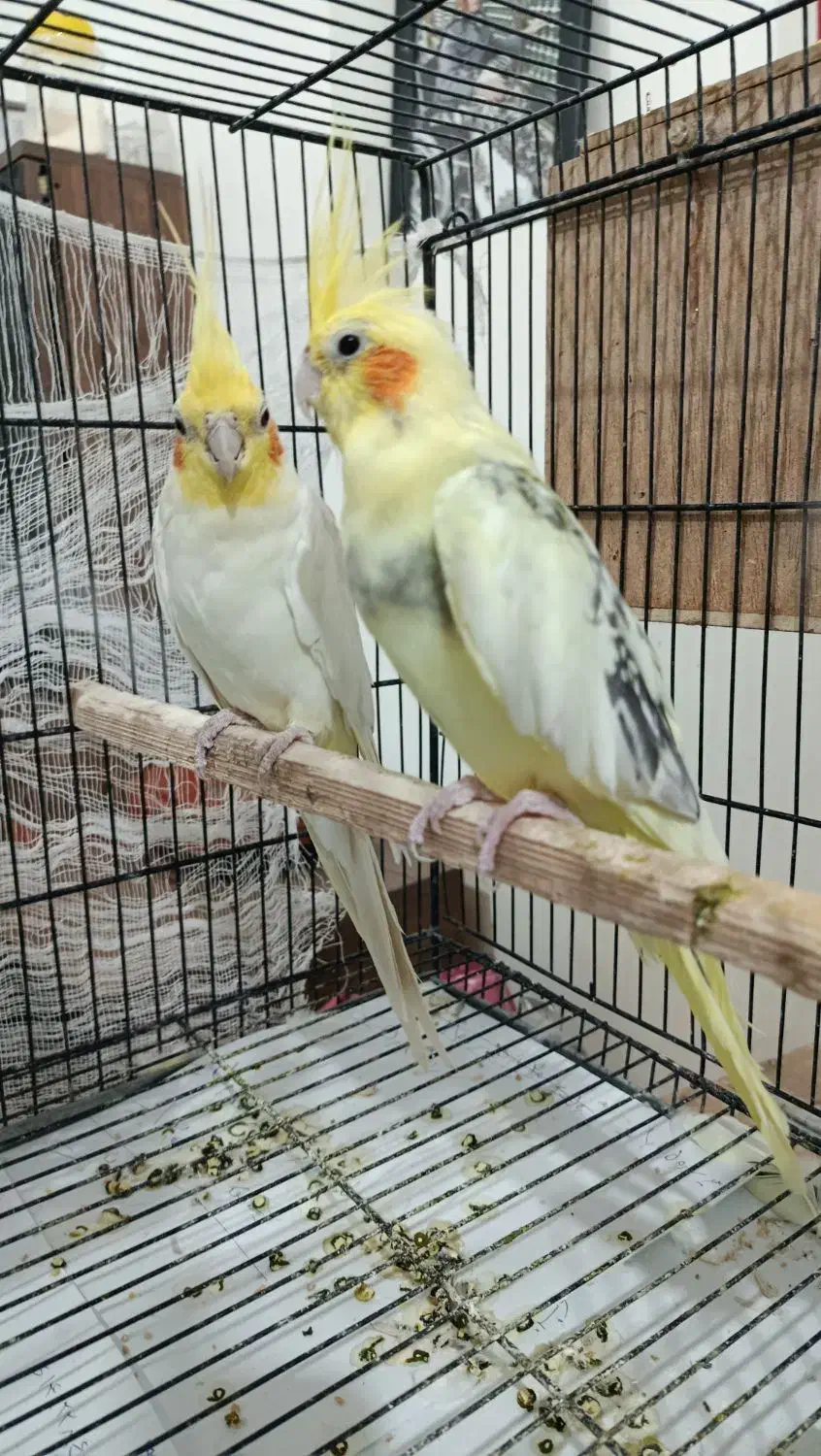 عروس هلندی|پرنده|طبس, |دیوار