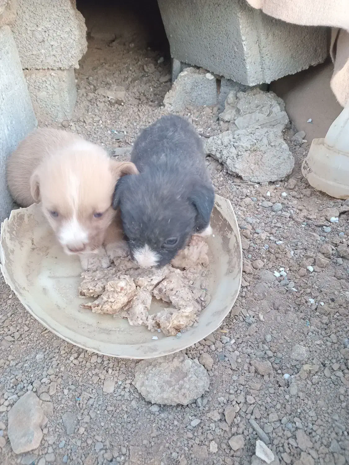 توله پا کوتاه واگذاری|سگ|شازند, |دیوار