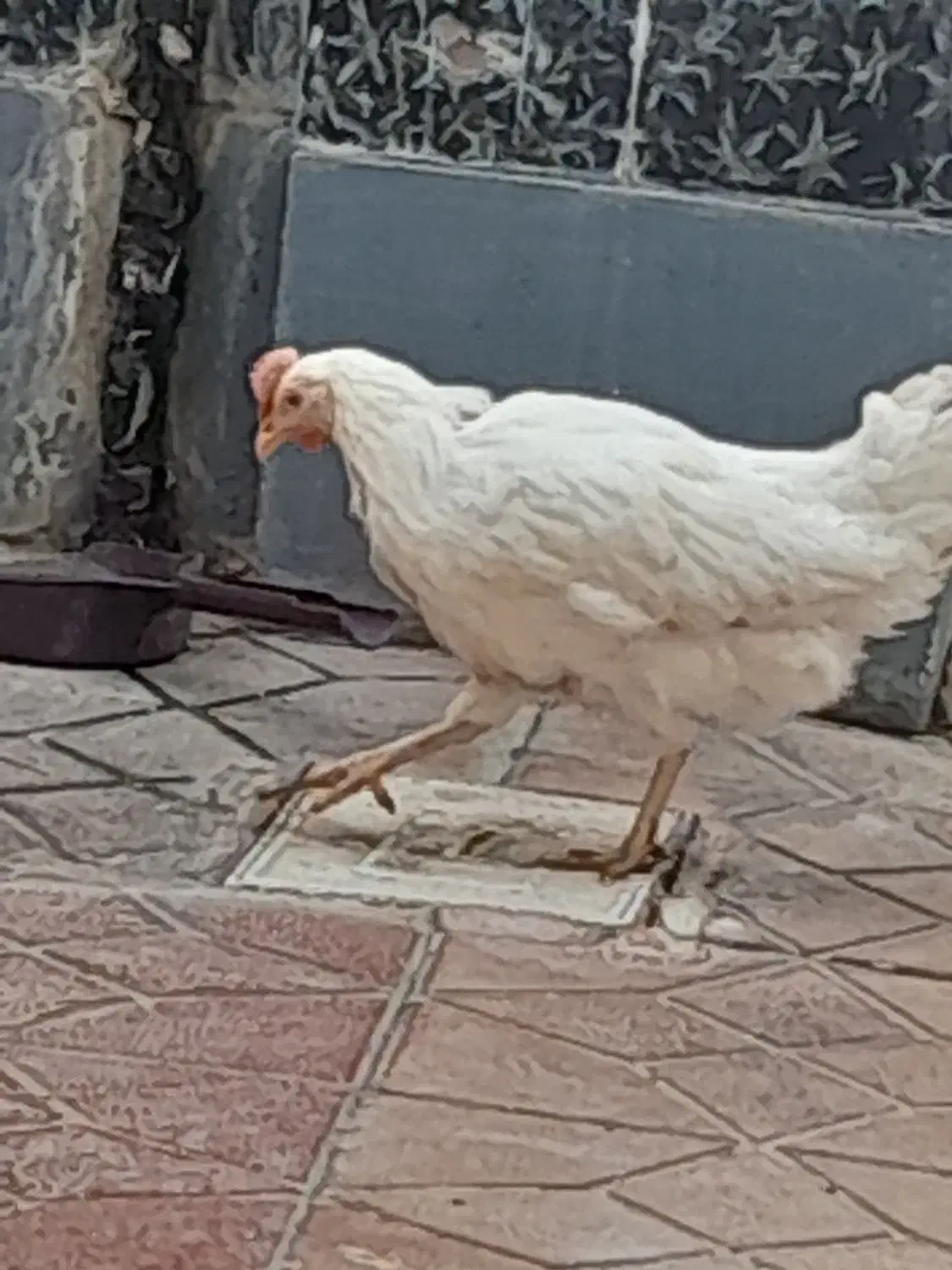 مرغ ماشینی|حیوانات مزرعه|نظرآباد, نظرآباد|دیوار