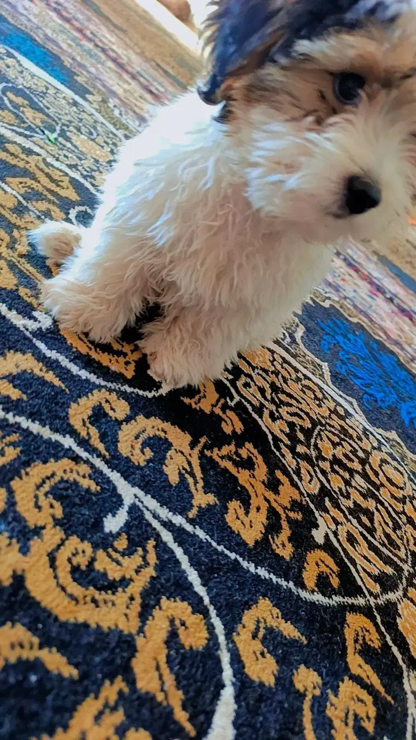 پسر خوشگل|سگ|یاسوج, |دیوار